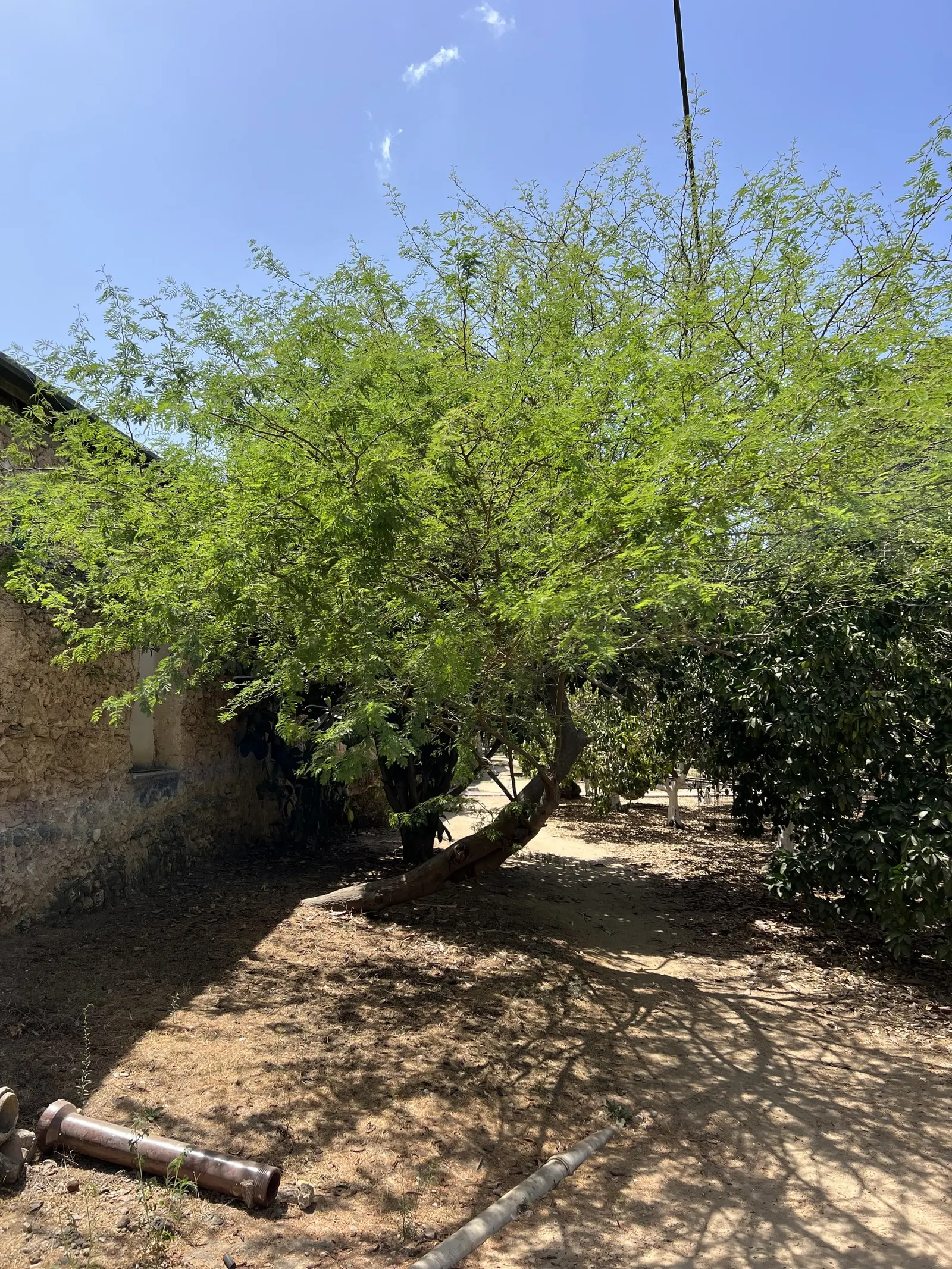 Sweet Acacia (Acacia Farnesiana) — Reaching up to 15 to 25 feet in height with a similar spread; shrub / tree for full or half, image 99