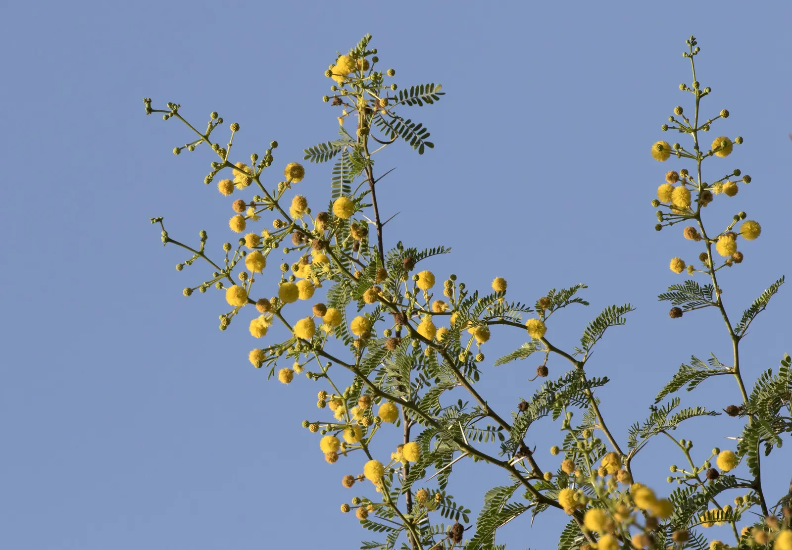 Sweet Acacia (Acacia Farnesiana) — adding further visual interest.<br><br>Adaptable to a wide range of soils; regular pruning can maintain a, image 59