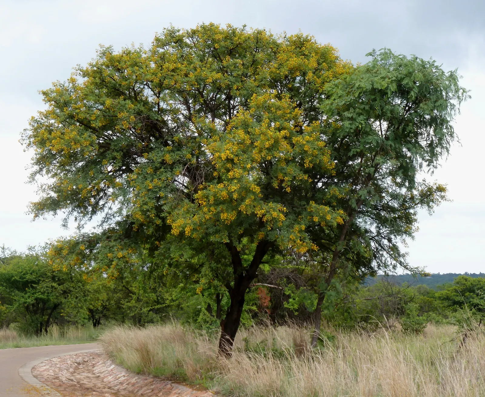 Sweet Acacia (Acacia Farnesiana) — Its dark green foliage and decorative seed pods provide year-round interest