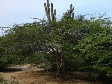 Sweet Acacia (Acacia Farnesiana) — making it an ideal accent or specimen plant in warm climates