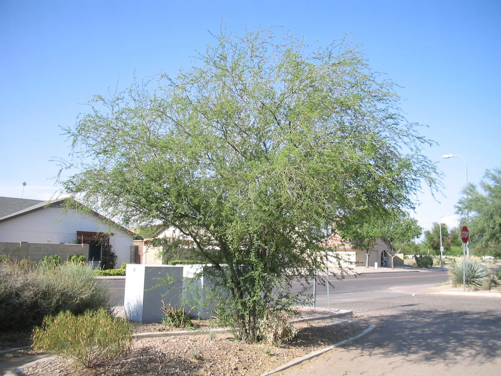 Sweet Acacia (Acacia Farnesiana) — approximately 1 to 3 inches long, image 81