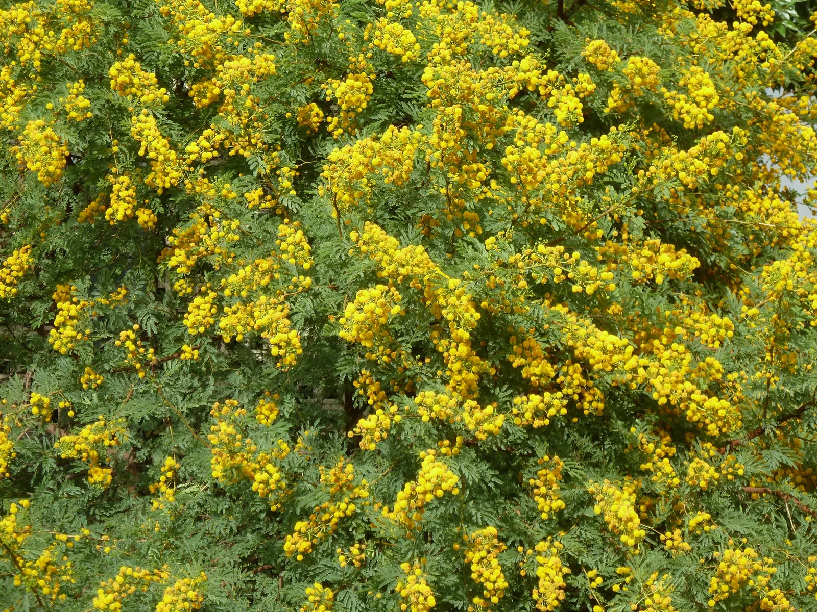 Sweet Acacia (Acacia Farnesiana) — scientifically known as Acacia farnesiana; making it ideal for arid or xeriscape landscapes, image 52