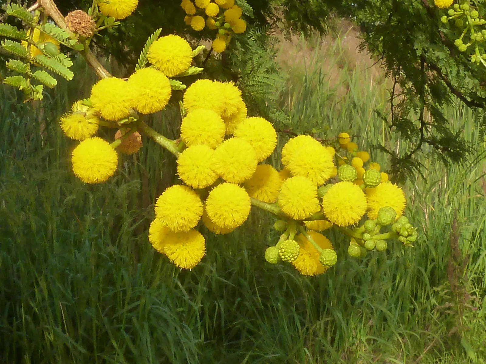 Sweet Acacia (Acacia Farnesiana) — This low-water requiring species has a spreading habit, about 15-25ft wide, suitable for xeriscaping, image 49