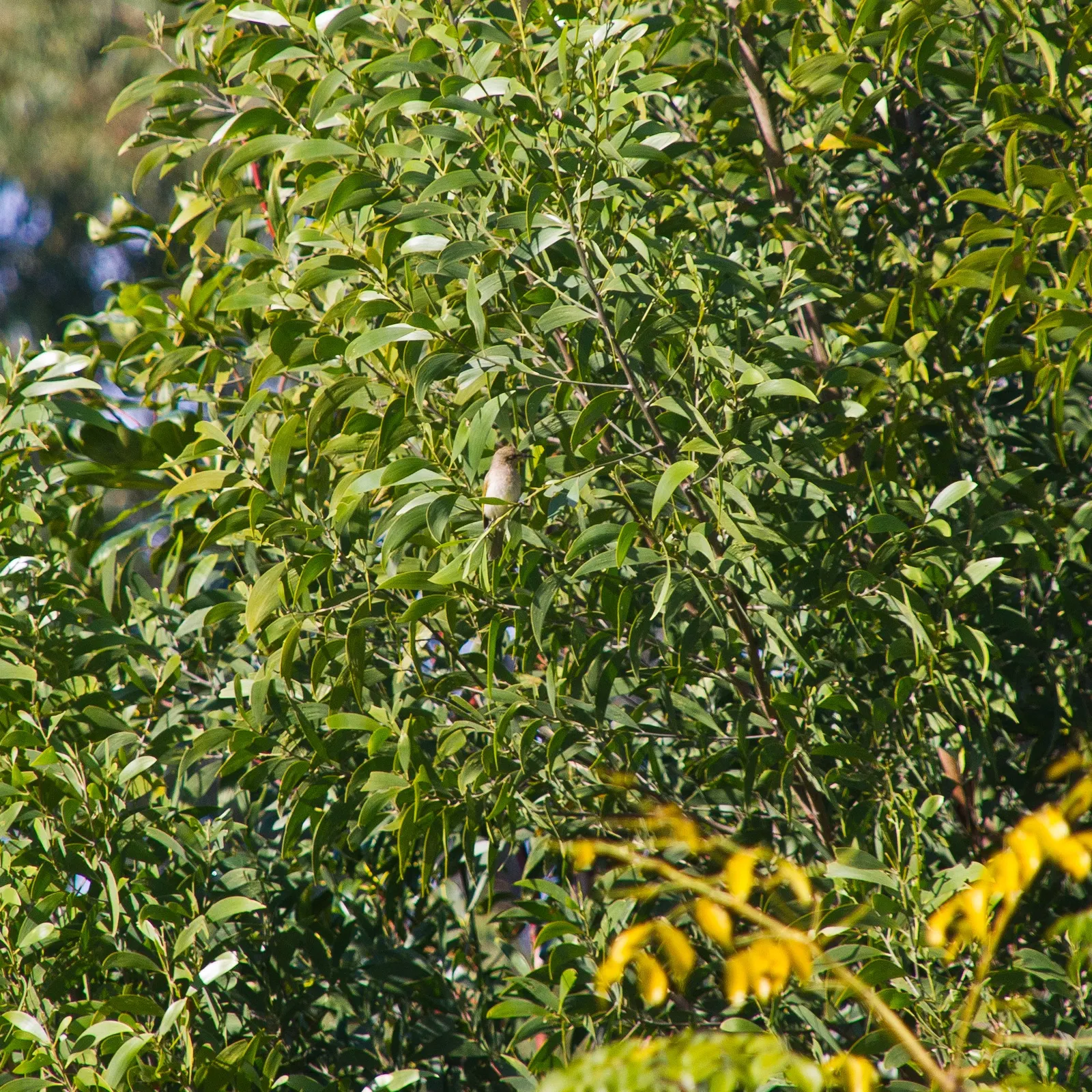 Sweet Acacia (Acacia Farnesiana) — the Sweet Acacia thrives best in well-drained loamy or sandy substrates; this low-water requiring species has a spreading