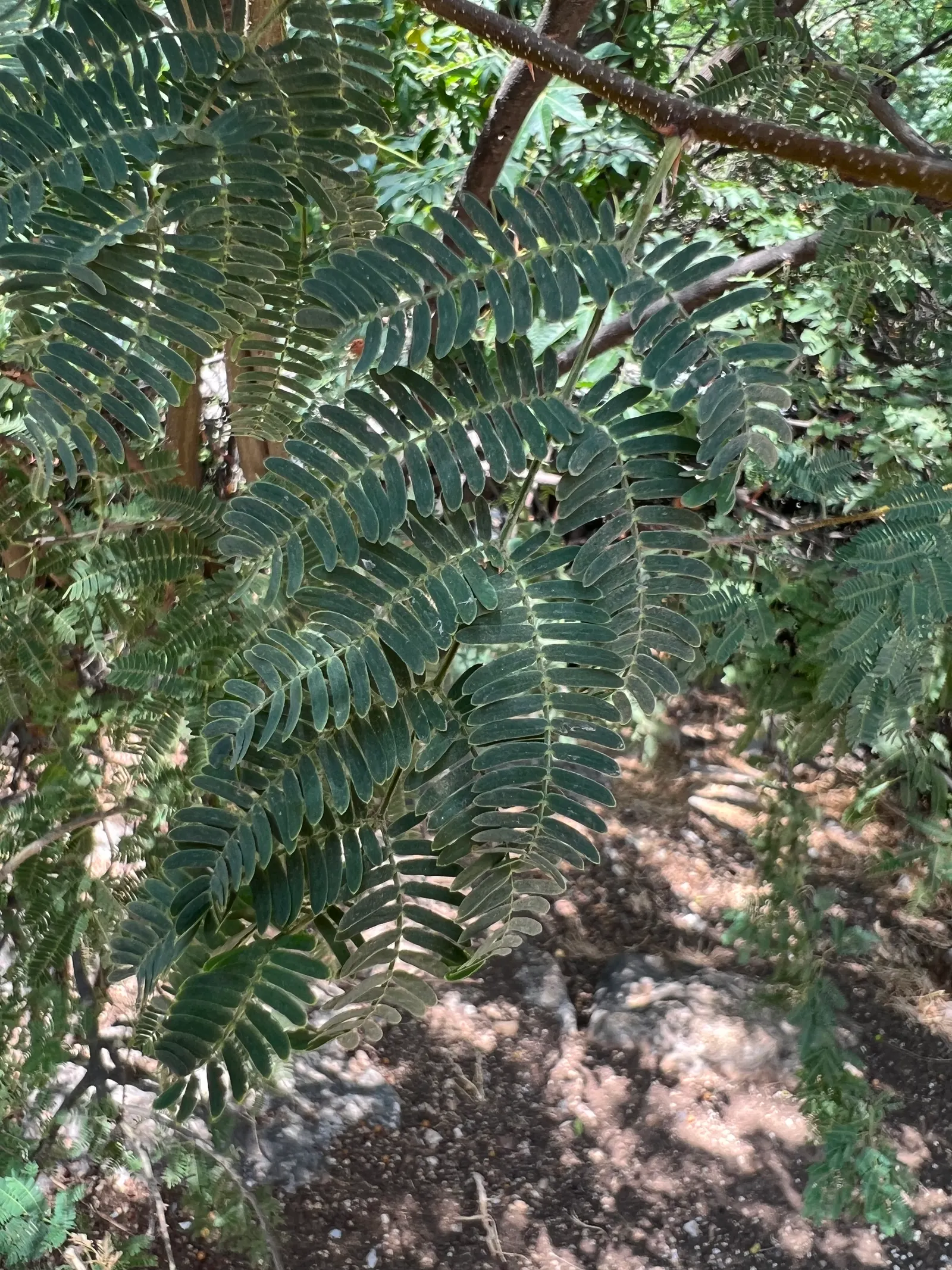 Sweet Acacia (Acacia Farnesiana) — adding further visual interest.<br><br>Adaptable to a wide range of soils; regular pruning can maintain a desired shape and