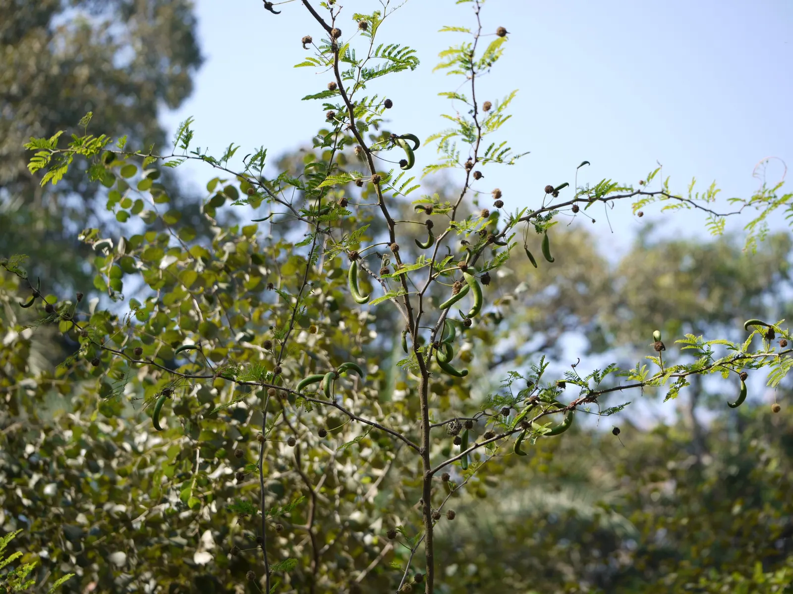 Sweet Acacia (Acacia Farnesiana) — It is heat tolerant and resilient to drought conditions once established; sweet fragrance that can attract, image 84