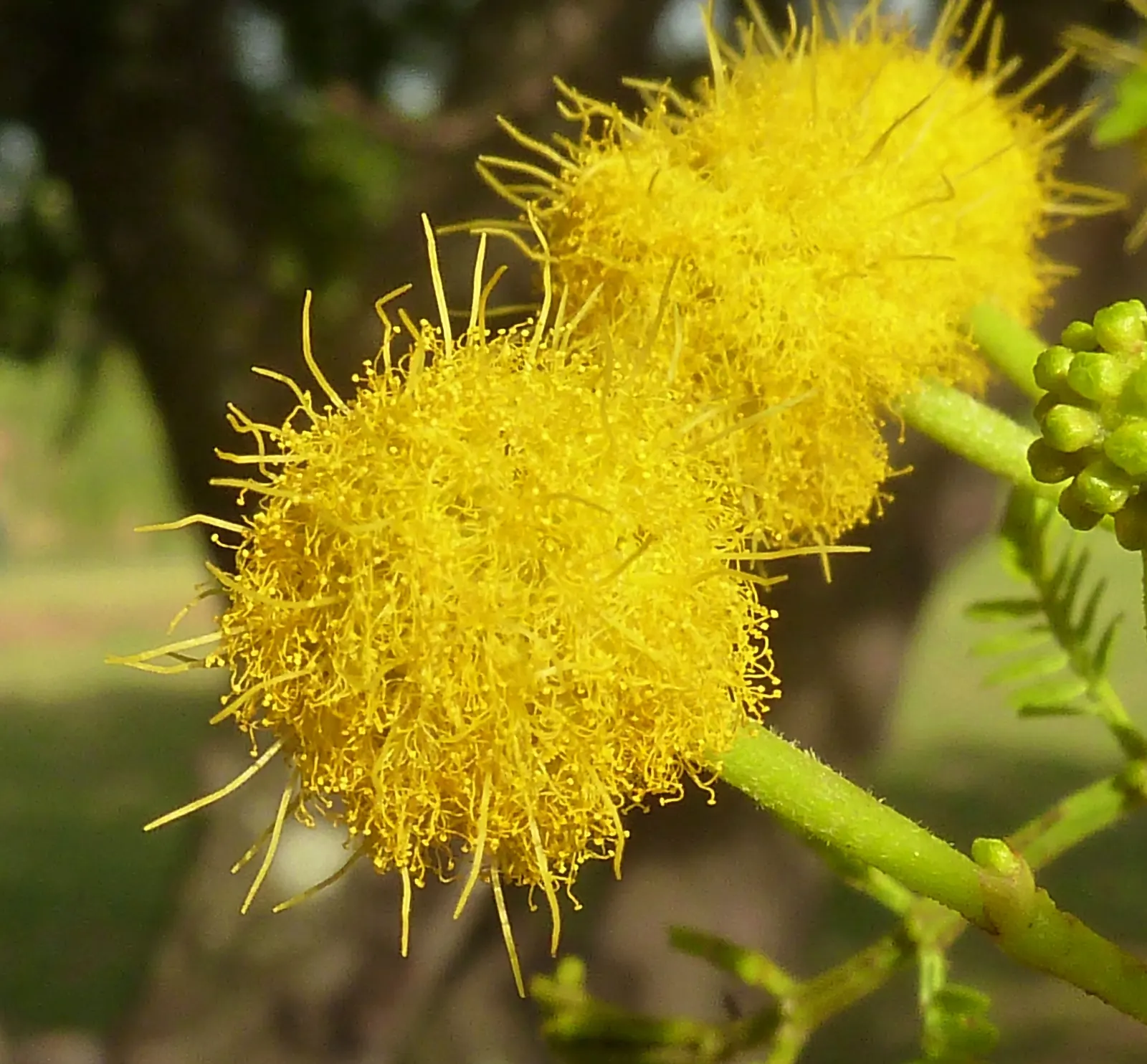 Sweet Acacia (Acacia Farnesiana) — Its dark green foliage and decorative seed pods provide year-round interest; famous for fragrant yellow puffball, image 50