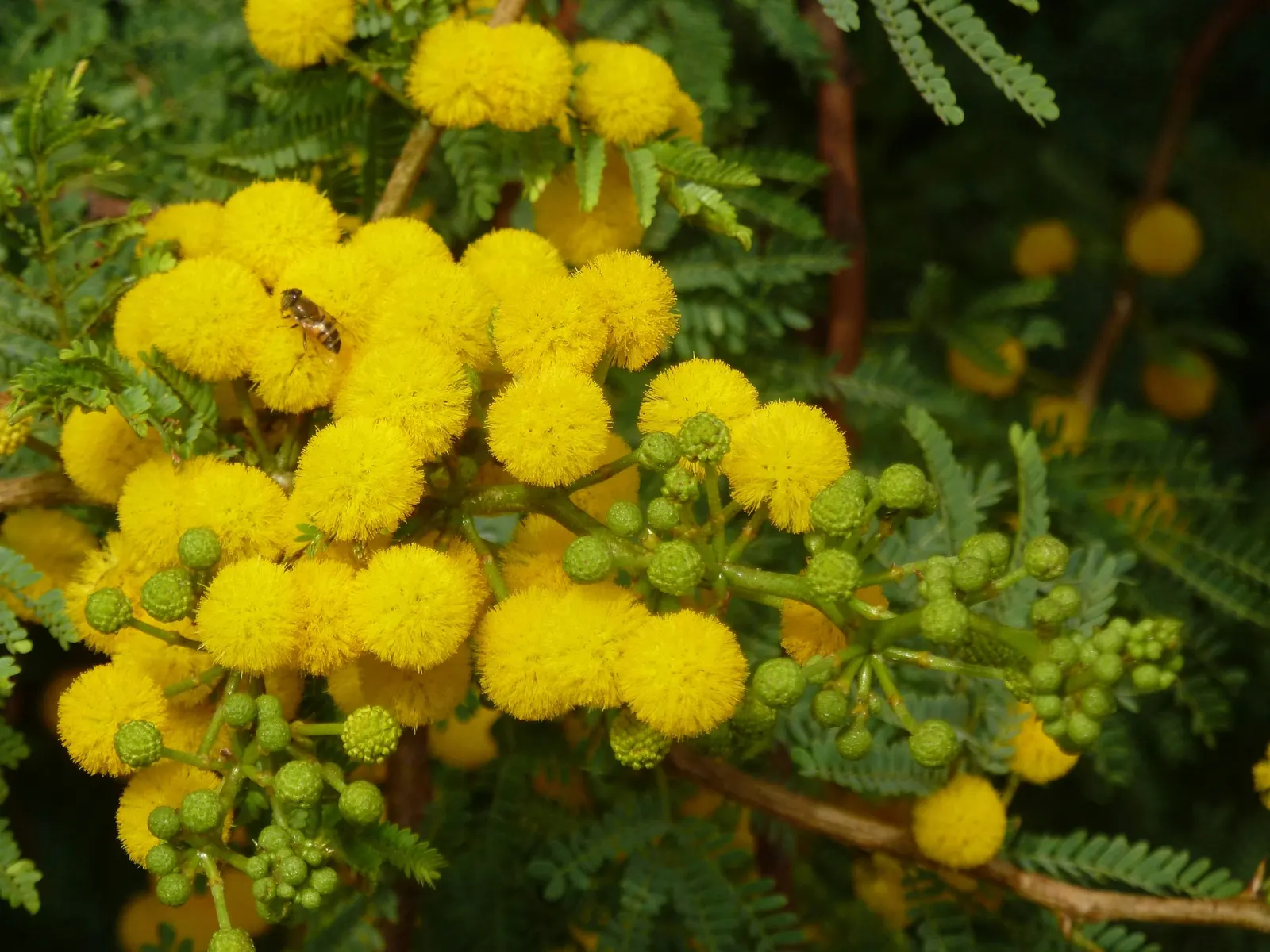 Sweet Acacia (Acacia Farnesiana) — yellow flowers in the garden; scientifically known as Acacia farnesiana