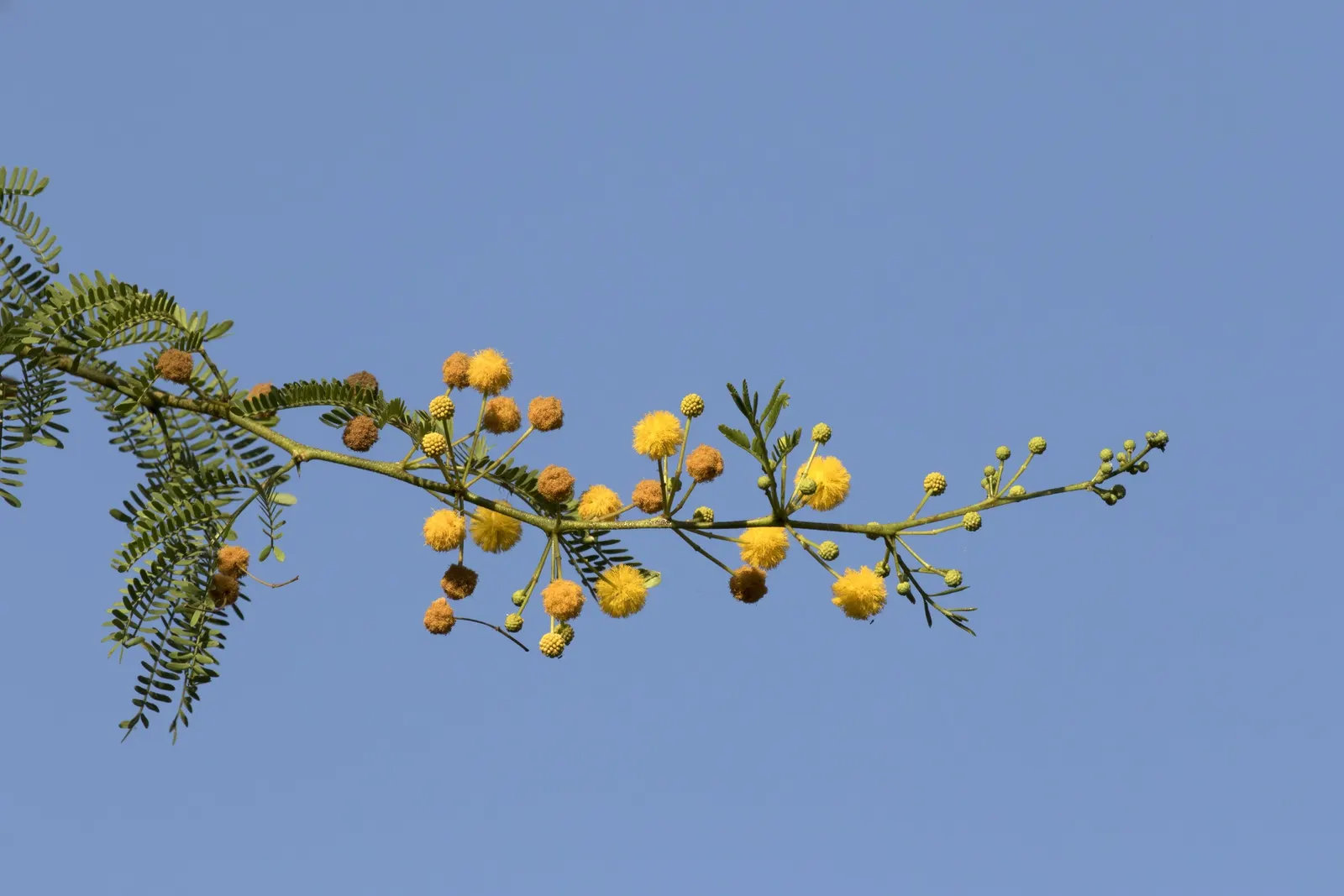 Sweet Acacia (Acacia Farnesiana) — typically around half an inch in diameter; making it an ideal accent or specimen plant in warm climates, image 57