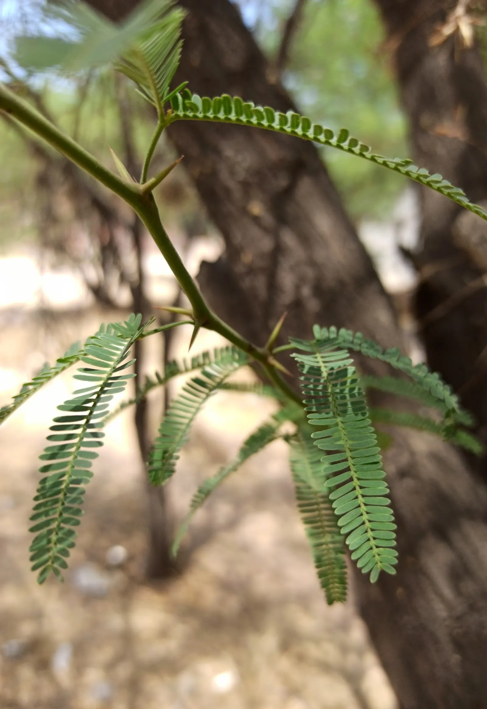 Sweet Acacia (Acacia Farnesiana) — Regular pruning can maintain a desired shape and size; it is heat tolerant and resilient to drought conditions, image 88