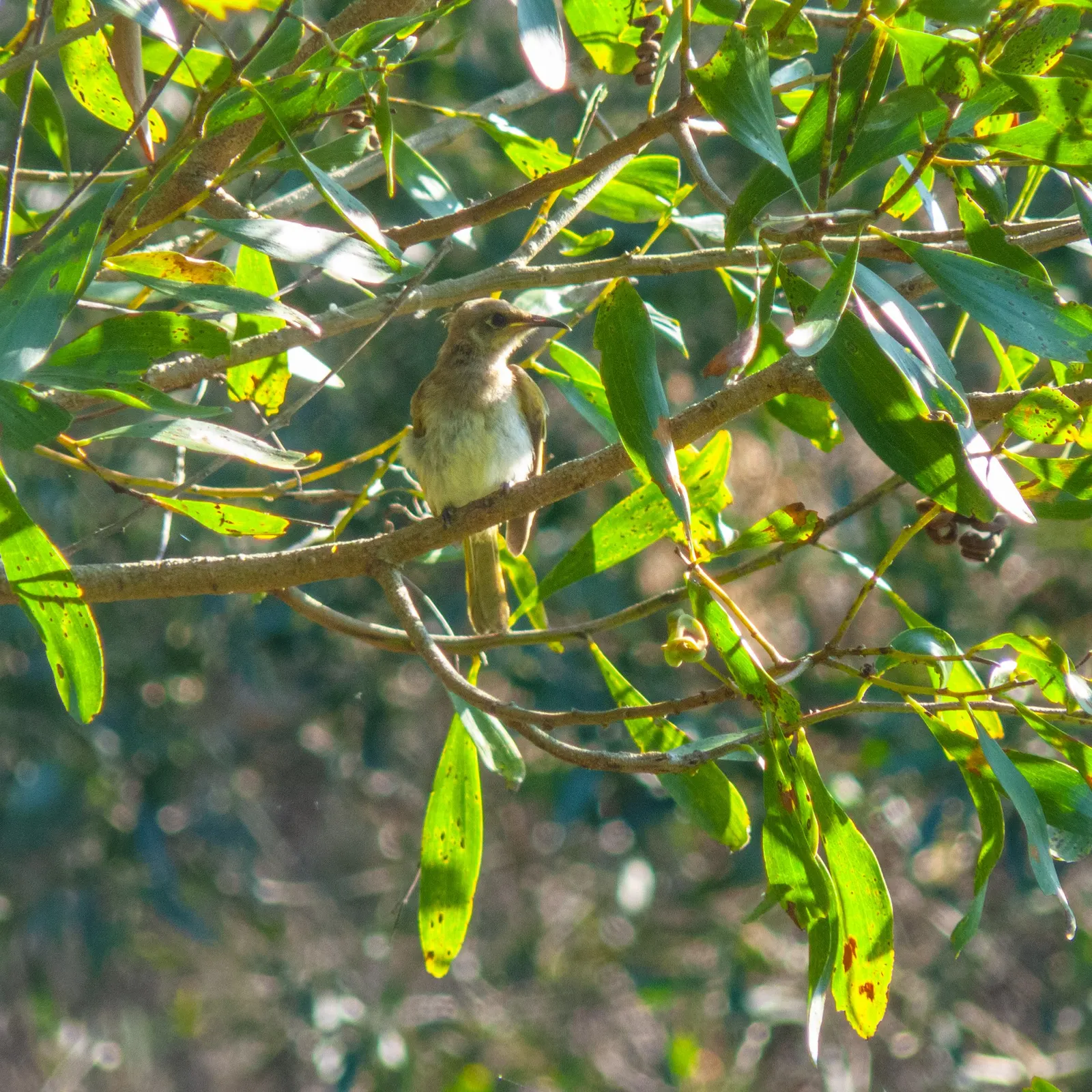 Sweet Acacia (Acacia Farnesiana) — Reaching up to 15 to 25 feet in height with a similar spread; shrub / tree for full or half, image 53