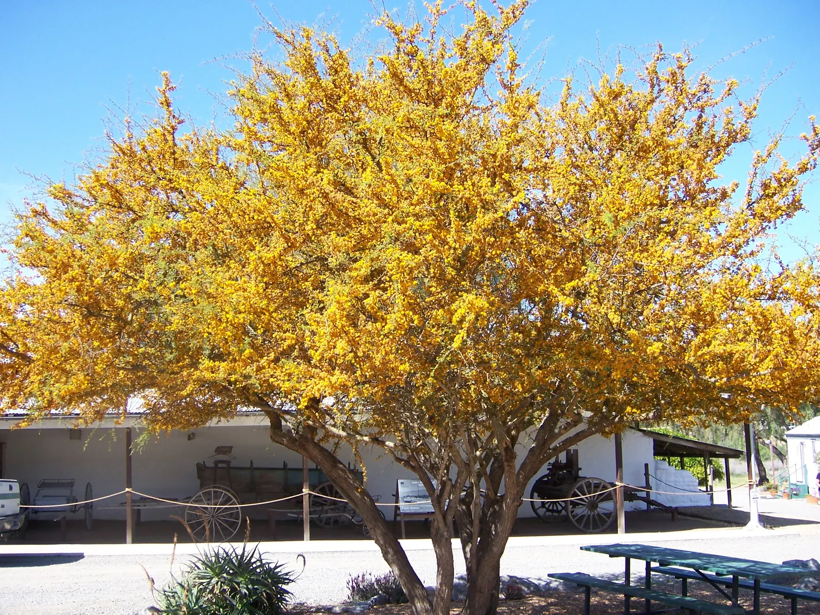 Sweet Acacia (Acacia Farnesiana) — sweet fragrance that can attract pollinators and provide a delightful scent for garden visitors; yellow flowers, image 56
