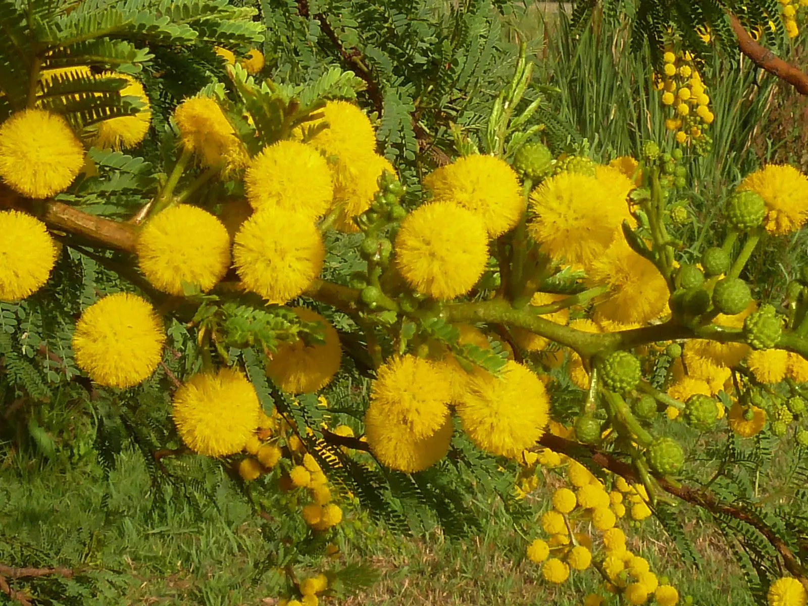 Sweet Acacia (Acacia Farnesiana) — considering safe spacing from walkways and play areas; which are about 1 to 2 inches long.<br><br>Spring through fall