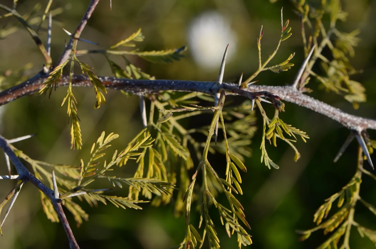 Sweet Acacia (Acacia Farnesiana) — sweet fragrance that can attract pollinators and provide a delightful scent for garden visitors; yellow flowers in the garden
