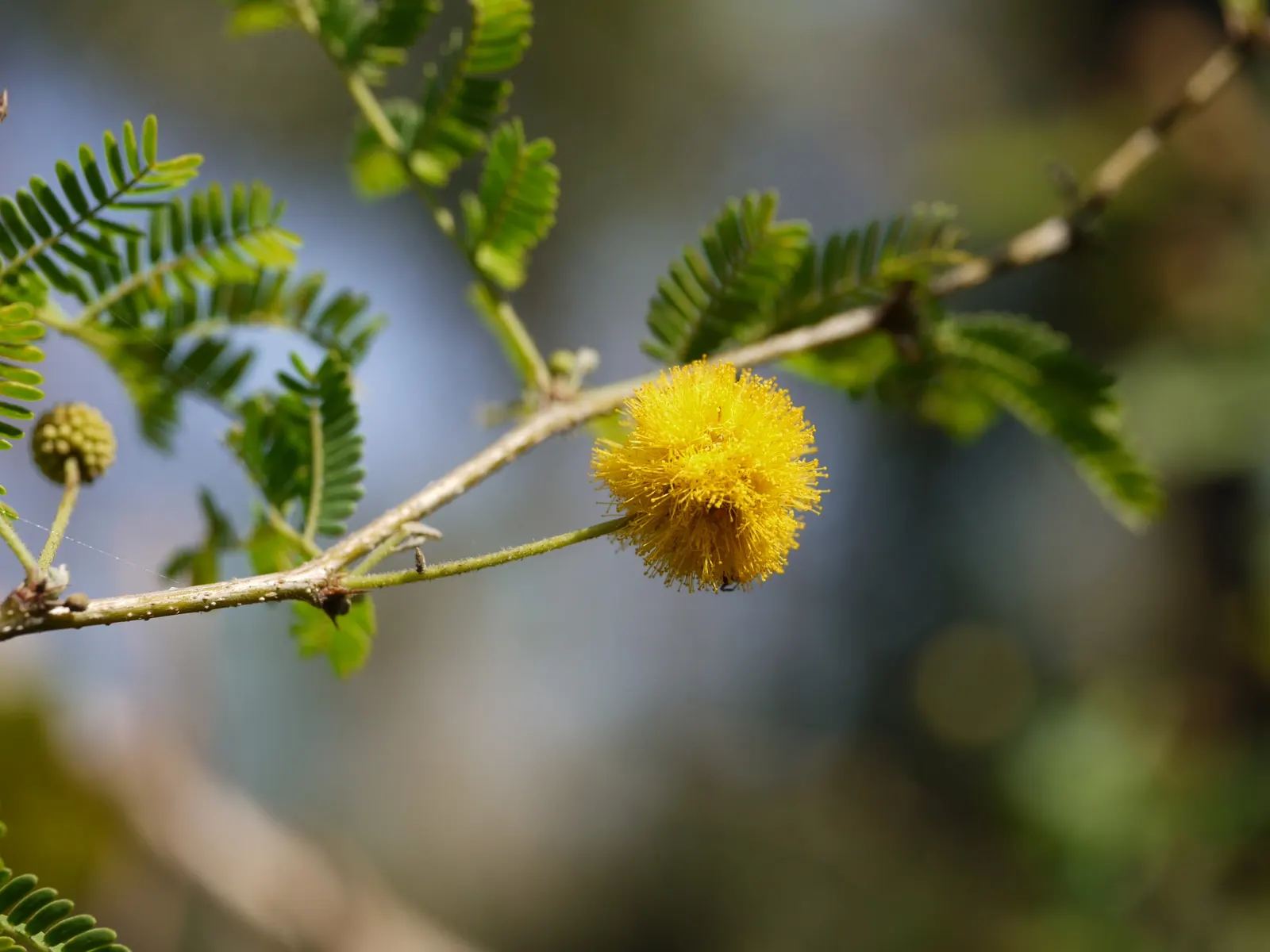 Sweet Acacia (Acacia Farnesiana) — scientifically known as Acacia farnesiana