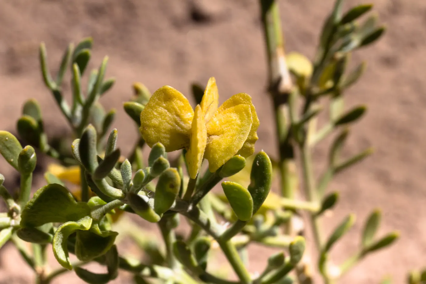 Sweet Acacia (Acacia Farnesiana) — approximately 1 to 3 inches long, image 58