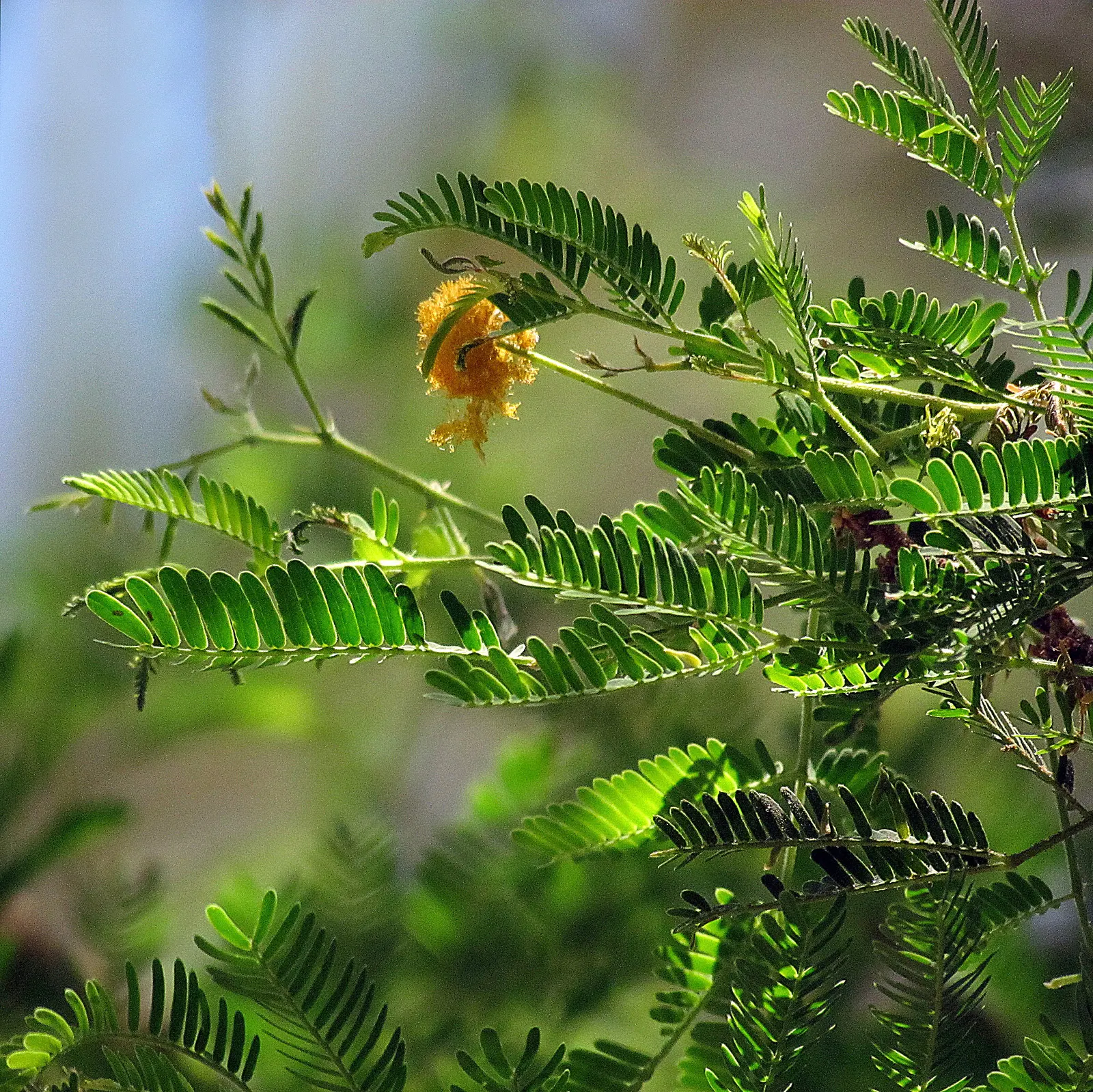 Sweet Acacia (Acacia Farnesiana) — the plant is adorned with clusters of golden-yellow; the Sweet Acacia thrives best in well-drained loamy or, image 101