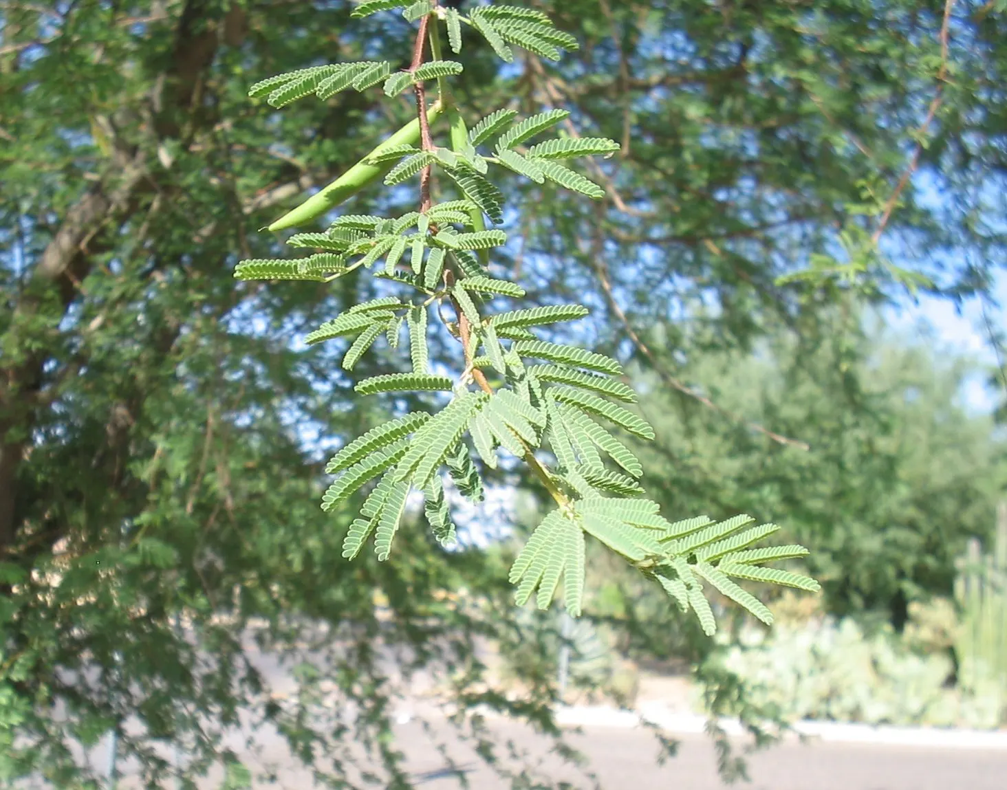 Sweet Acacia (Acacia Farnesiana) — typically around half an inch in diameter; making it an ideal accent or specimen plant in warm climates, image 80