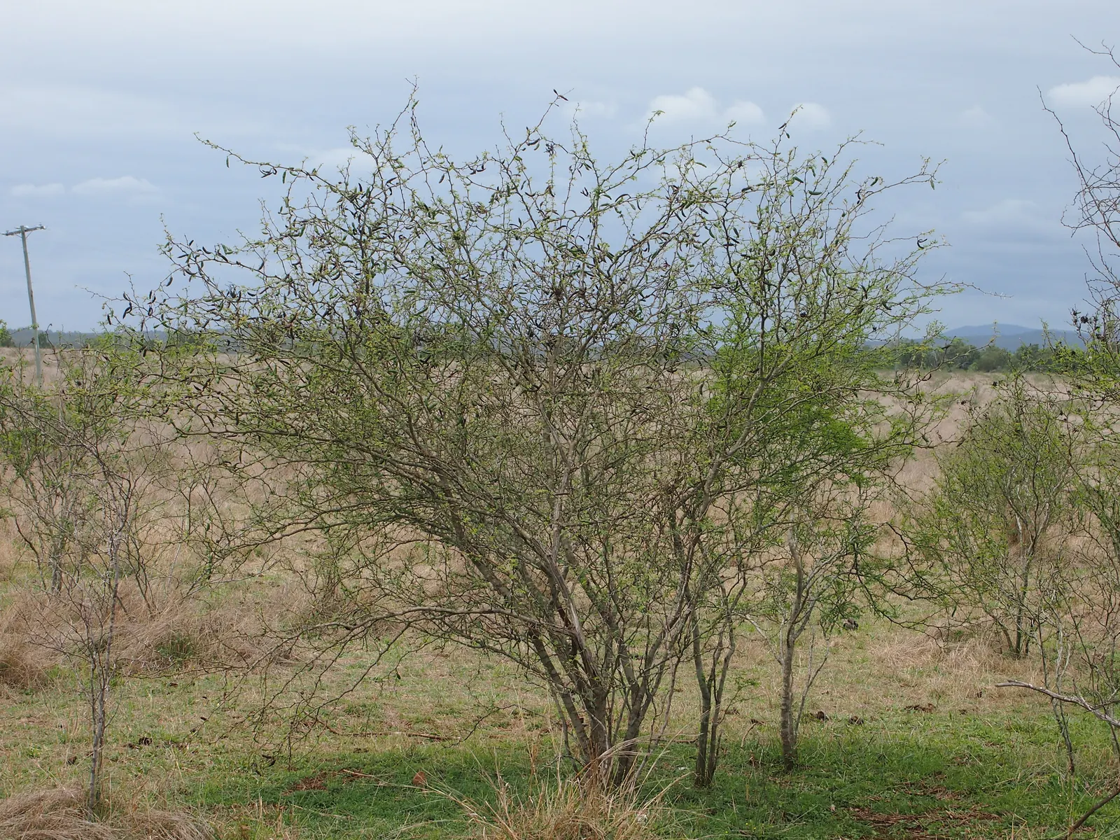 Sweet Acacia (Acacia Farnesiana) — the Sweet Acacia thrives best in well-drained loamy or sandy substrates; this low-water requiring species has a, image 83