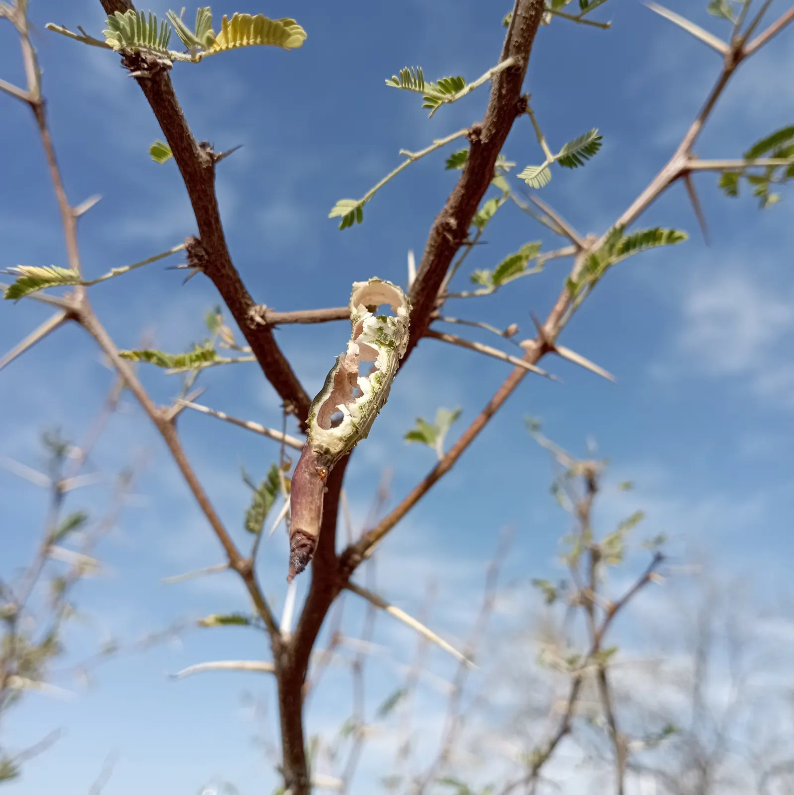 Sweet Acacia (Acacia Farnesiana) — It is heat tolerant and resilient to drought conditions once established; sweet fragrance that can attract pollinators and