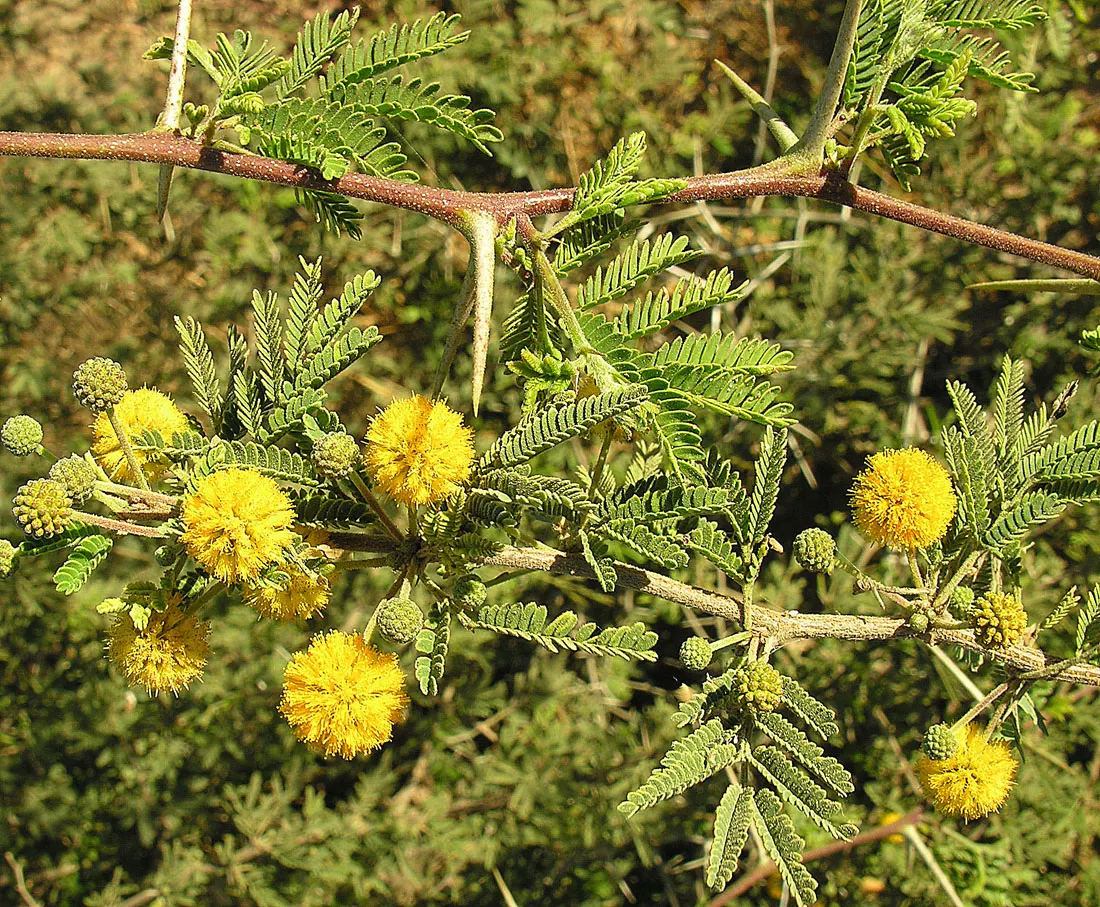 Sweet Acacia (Acacia Farnesiana) — approximately 1 to 3 inches long