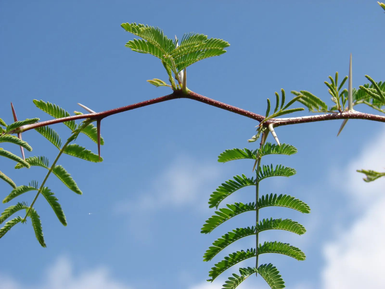 Sweet Acacia (Acacia Farnesiana) — Its dark green foliage and decorative seed pods provide year-round interest; famous for fragrant yellow puffball, image 96