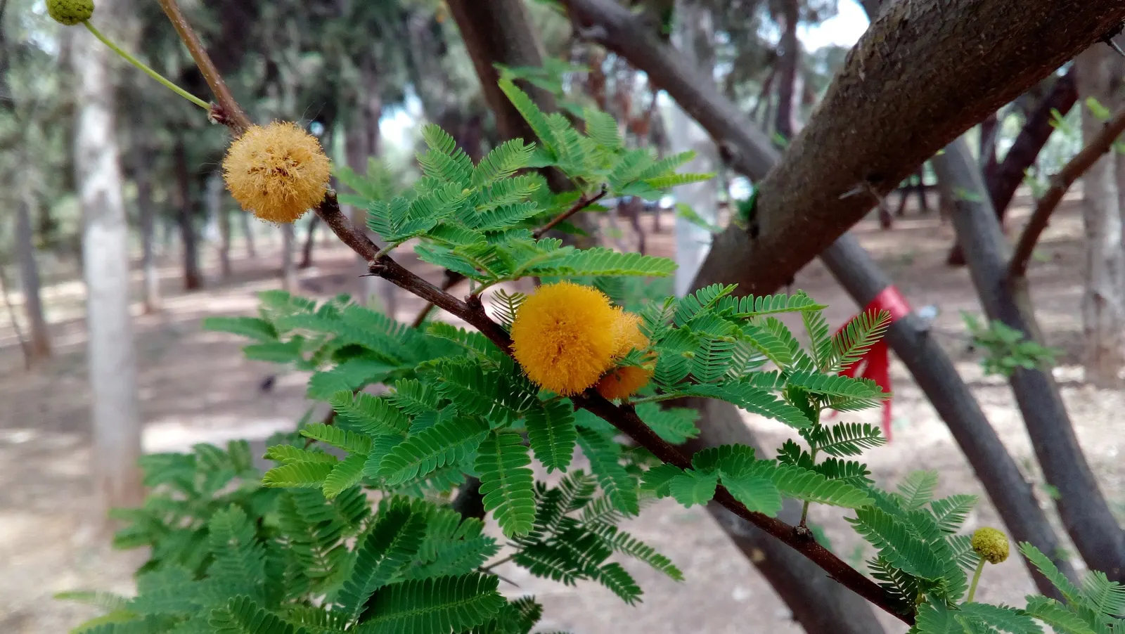 Sweet Acacia (Acacia Farnesiana) — Reaching up to 15 to 25 feet in height with a similar spread; shrub / tree for full or half, image 76