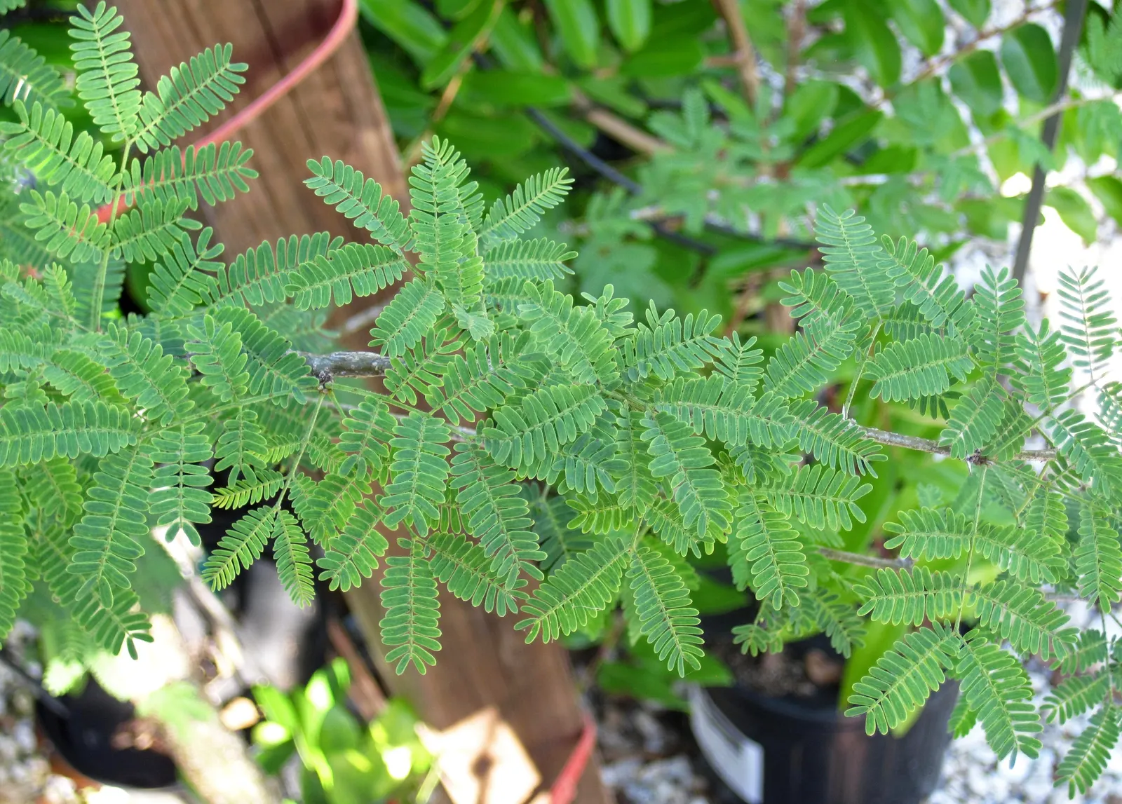 Sweet Acacia (Acacia Farnesiana) — and enhance the aesthetic value of this efflorescent specimen