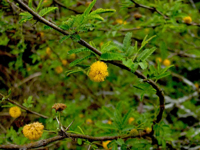 Sweet Acacia (Acacia Farnesiana) — Reaching up to 15 to 25 feet in height with a similar spread; shrub / tree for full or half