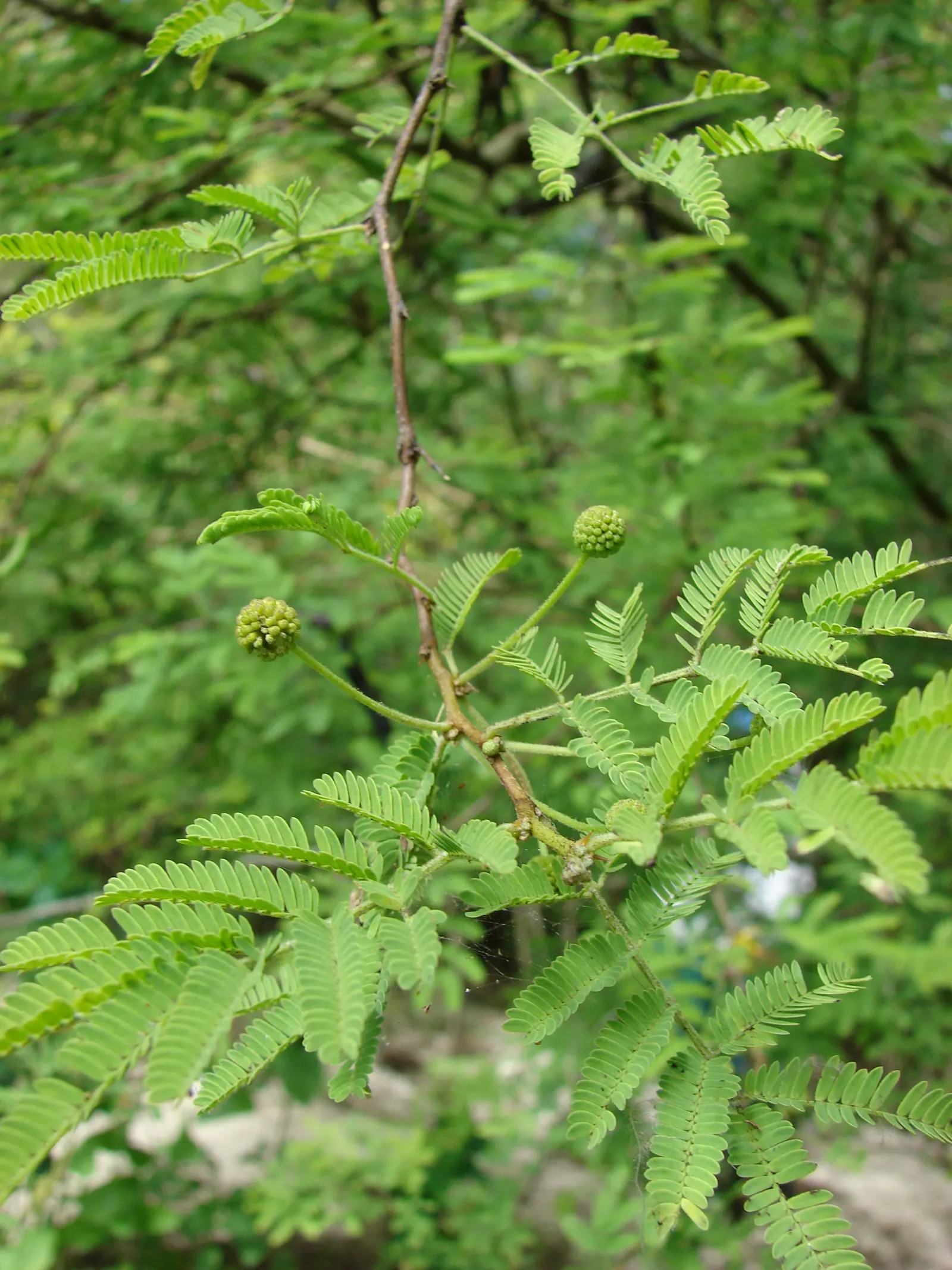 Sweet Acacia (Acacia Farnesiana) — It is heat tolerant and resilient to drought conditions once established; sweet fragrance that can attract, image 61
