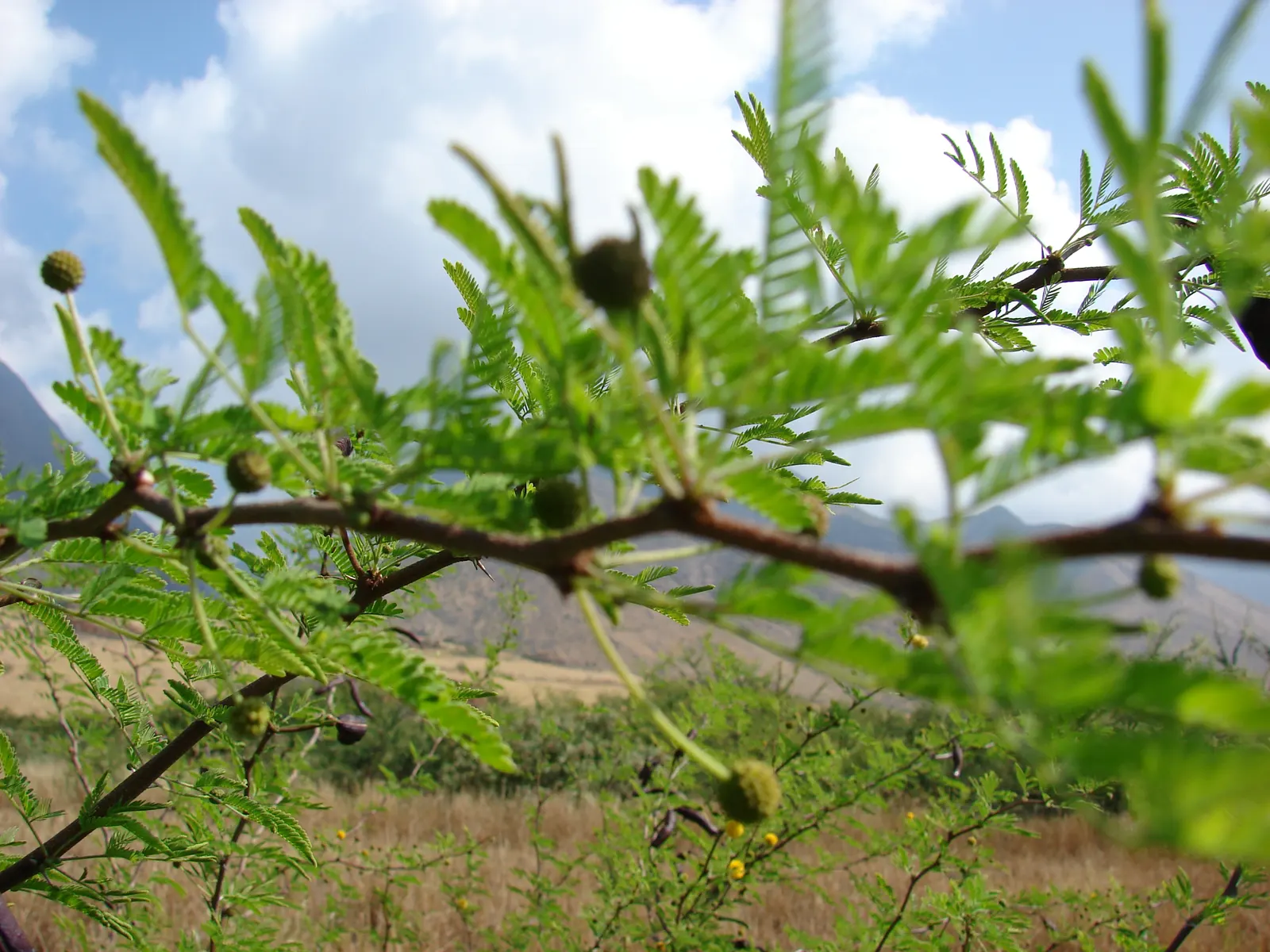 Sweet Acacia (Acacia Farnesiana) — which are about 1 to 2 inches long.<br><br>Spring through fall; reaching up to 15 to 25 feet in height with a, image 100