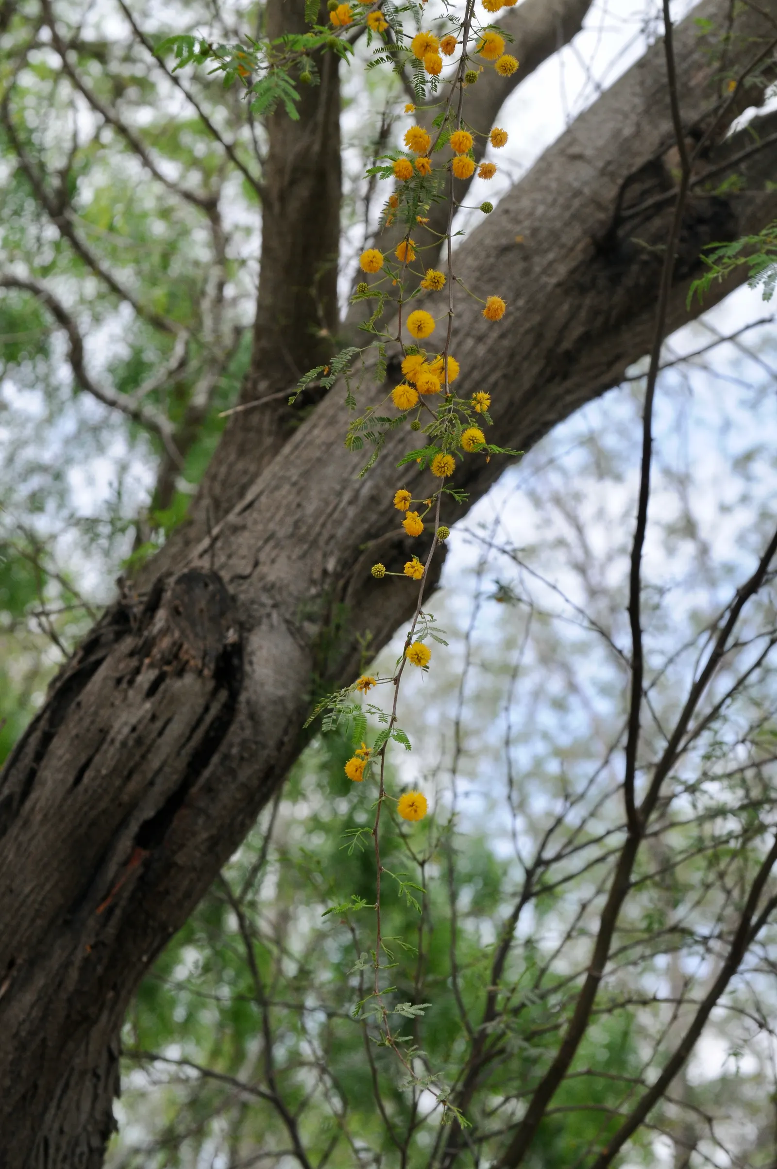 Sweet Acacia (Acacia Farnesiana) — Famous for fragrant yellow puffball flowers, it thrives in hardiness zones 9-11 with full sun; typically around, image 71