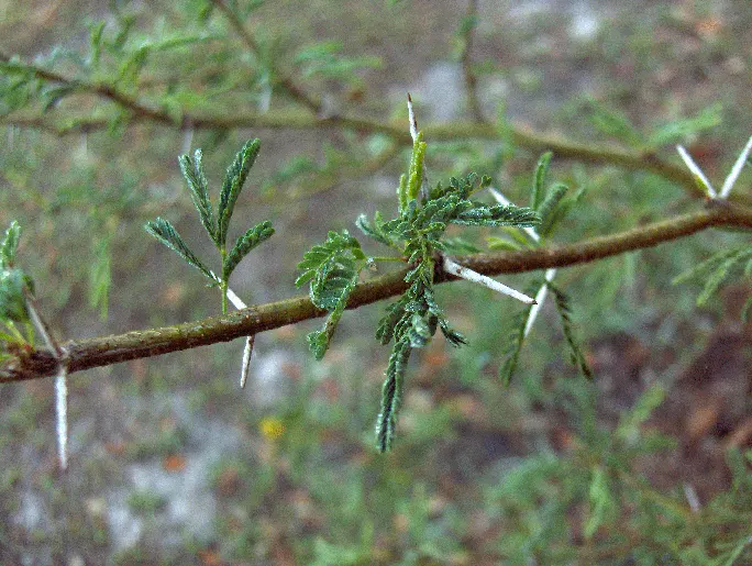 Sweet Acacia (Acacia Farnesiana) — adding further visual interest.<br><br>Adaptable to a wide range of soils