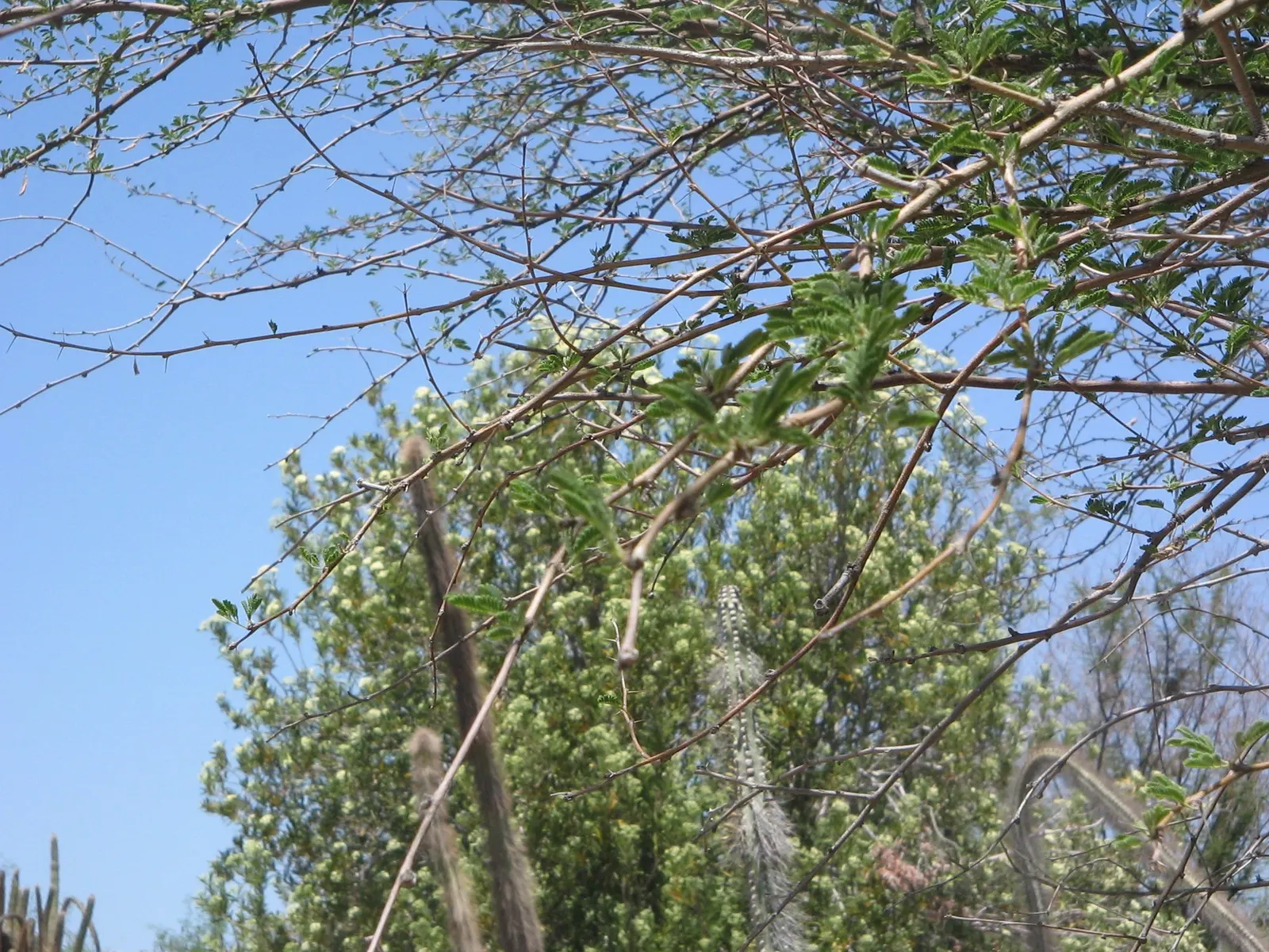 Sweet Acacia (Acacia Farnesiana) — shrub / tree with yellow blooms; adding further visual interest.<br><br>Adaptable to a wide range of soils, image 91
