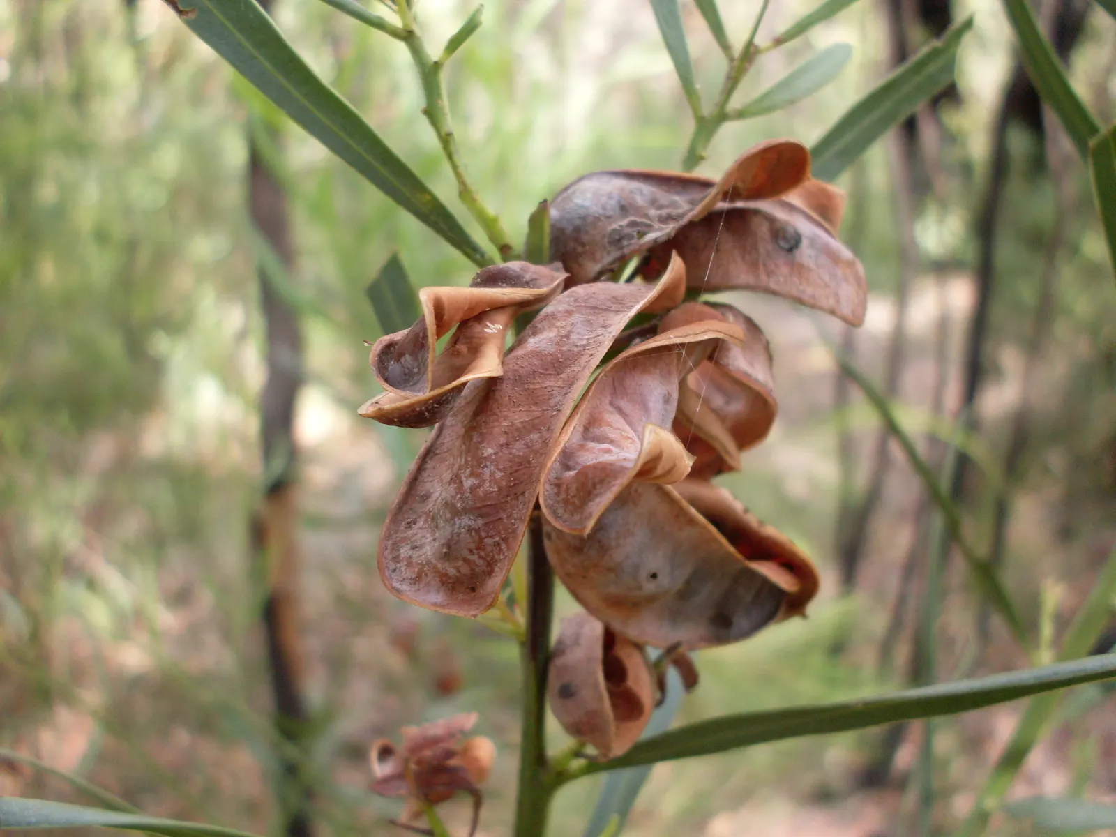 Sweet Acacia (Acacia Farnesiana) — This low-water requiring species has a spreading habit, about 15-25ft wide, suitable for xeriscaping; considering safe