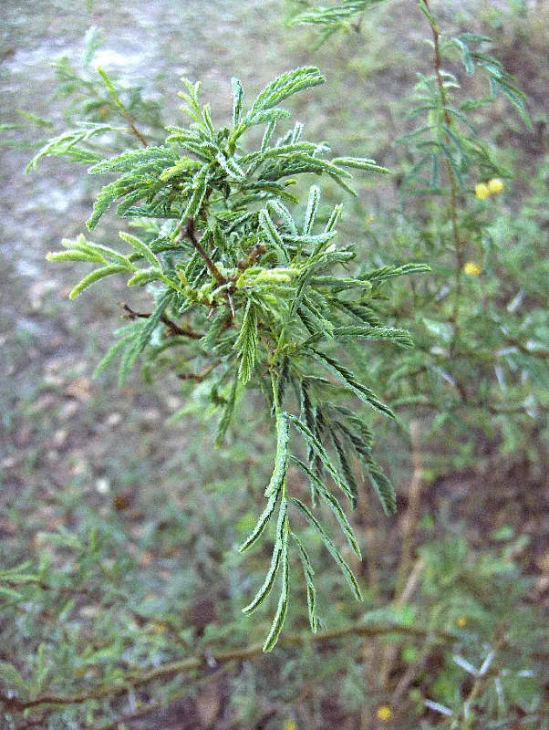 Sweet Acacia (Acacia Farnesiana) — the Sweet Acacia thrives best in well-drained loamy or sandy substrates