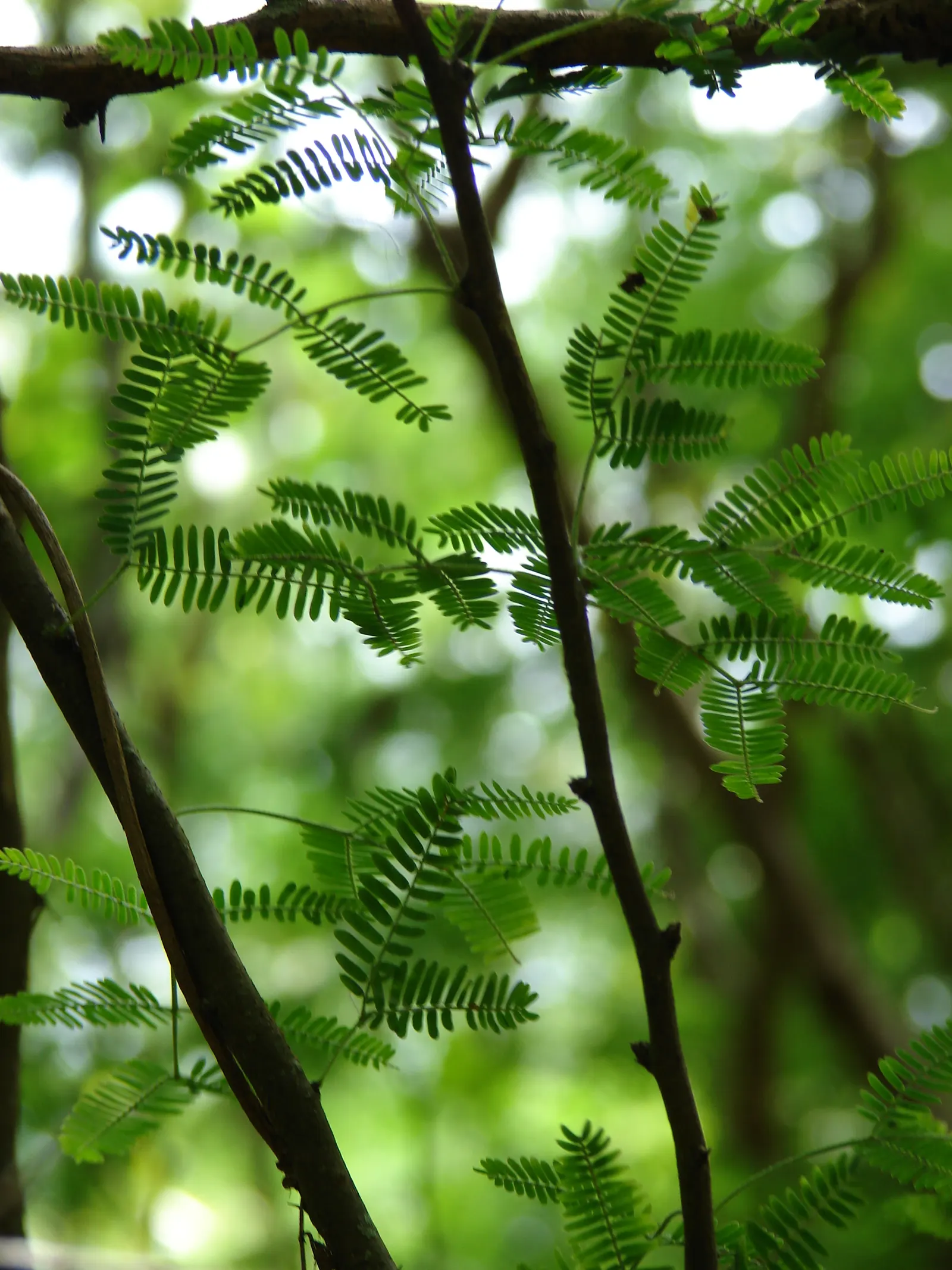 Sweet Acacia (Acacia Farnesiana) — making it ideal for arid or xeriscape landscapes; hardy in USDA zones 8 through 11