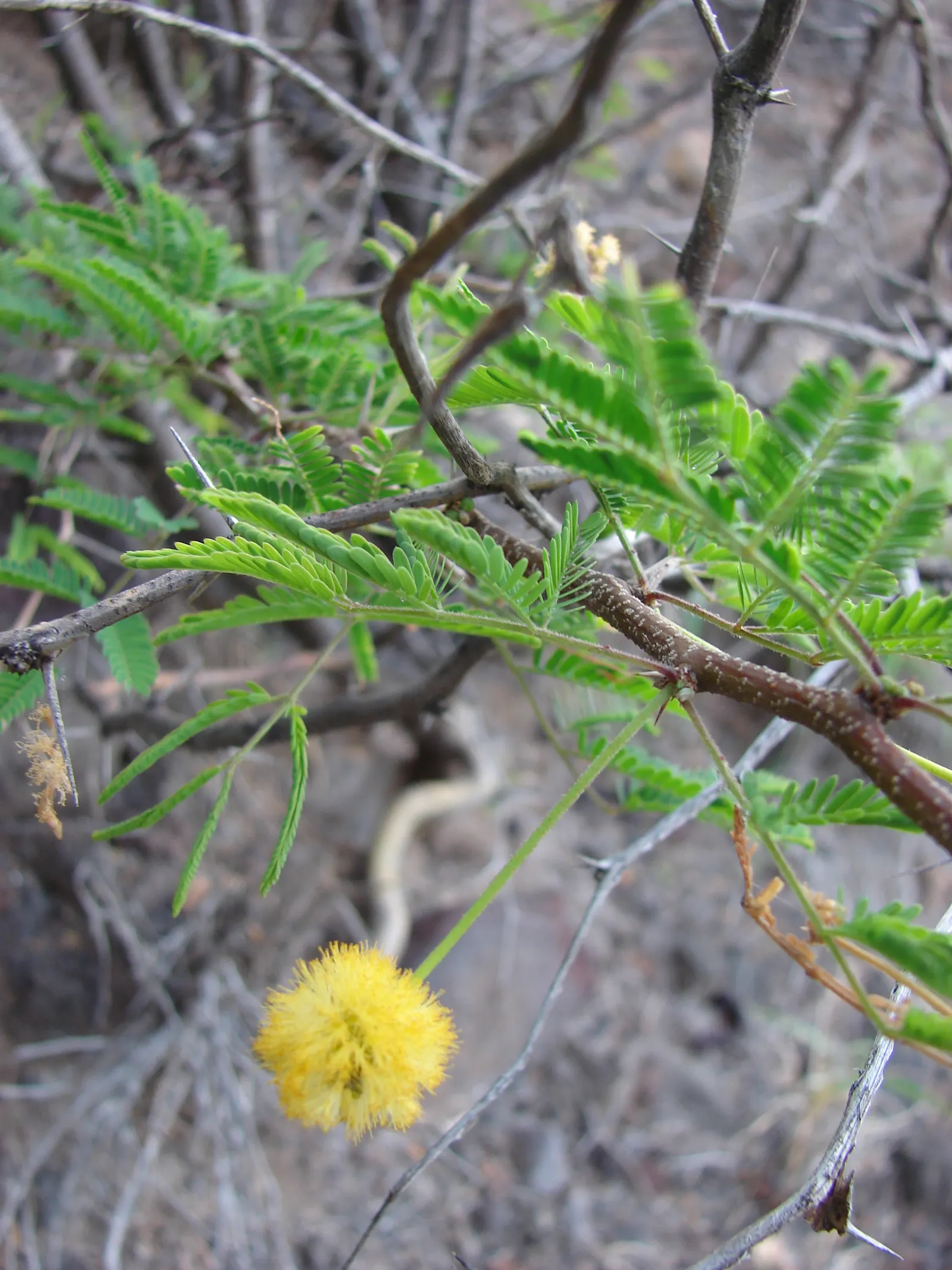 Sweet Acacia (Acacia Farnesiana) — which are about 1 to 2 inches long.<br><br>Spring through fall; reaching up to 15 to 25 feet in height with a, image 77