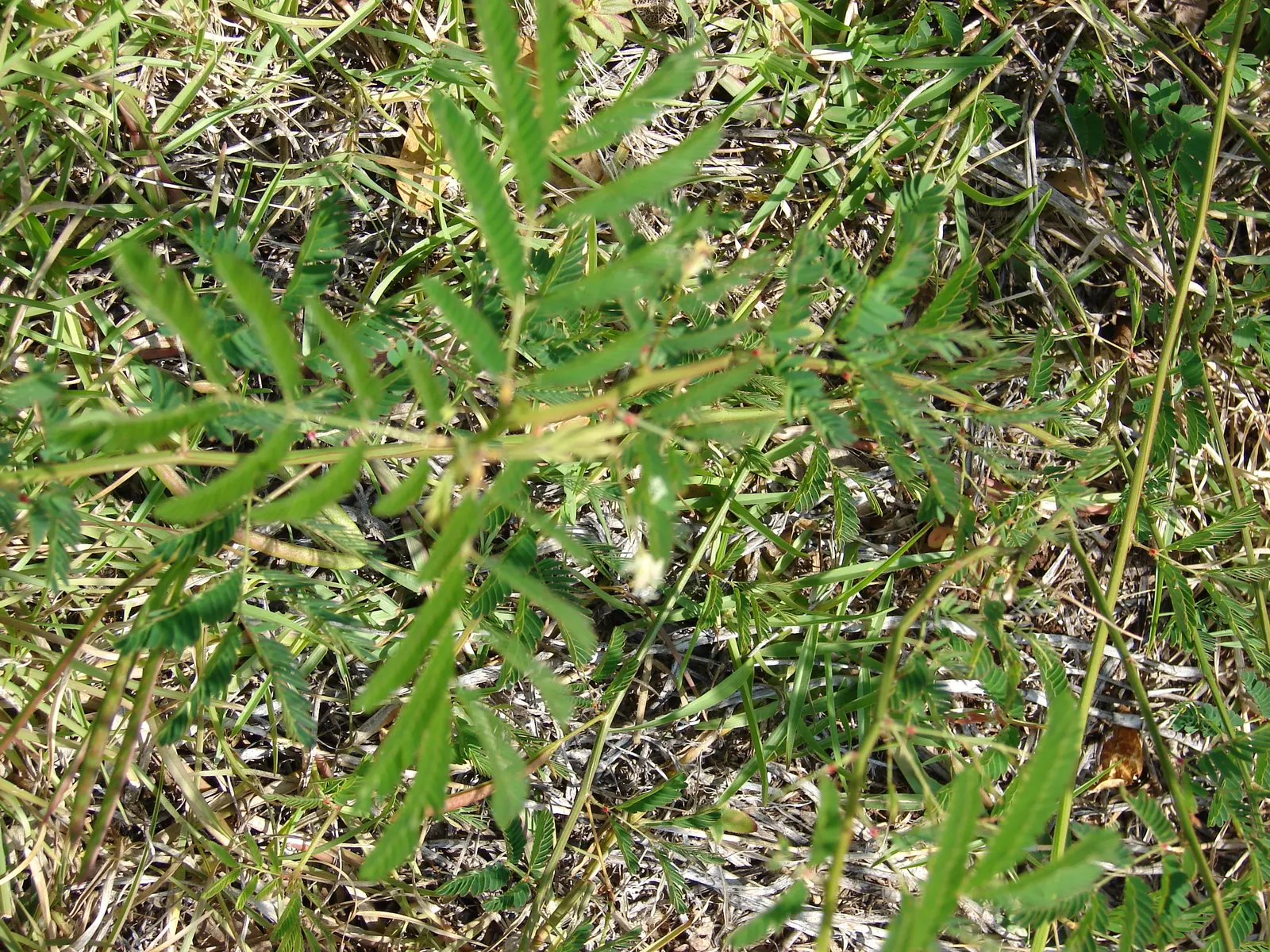 Sweet Acacia (Acacia Farnesiana) — shrub / tree for full or half; and enhance the aesthetic value of this efflorescent specimen, image 69