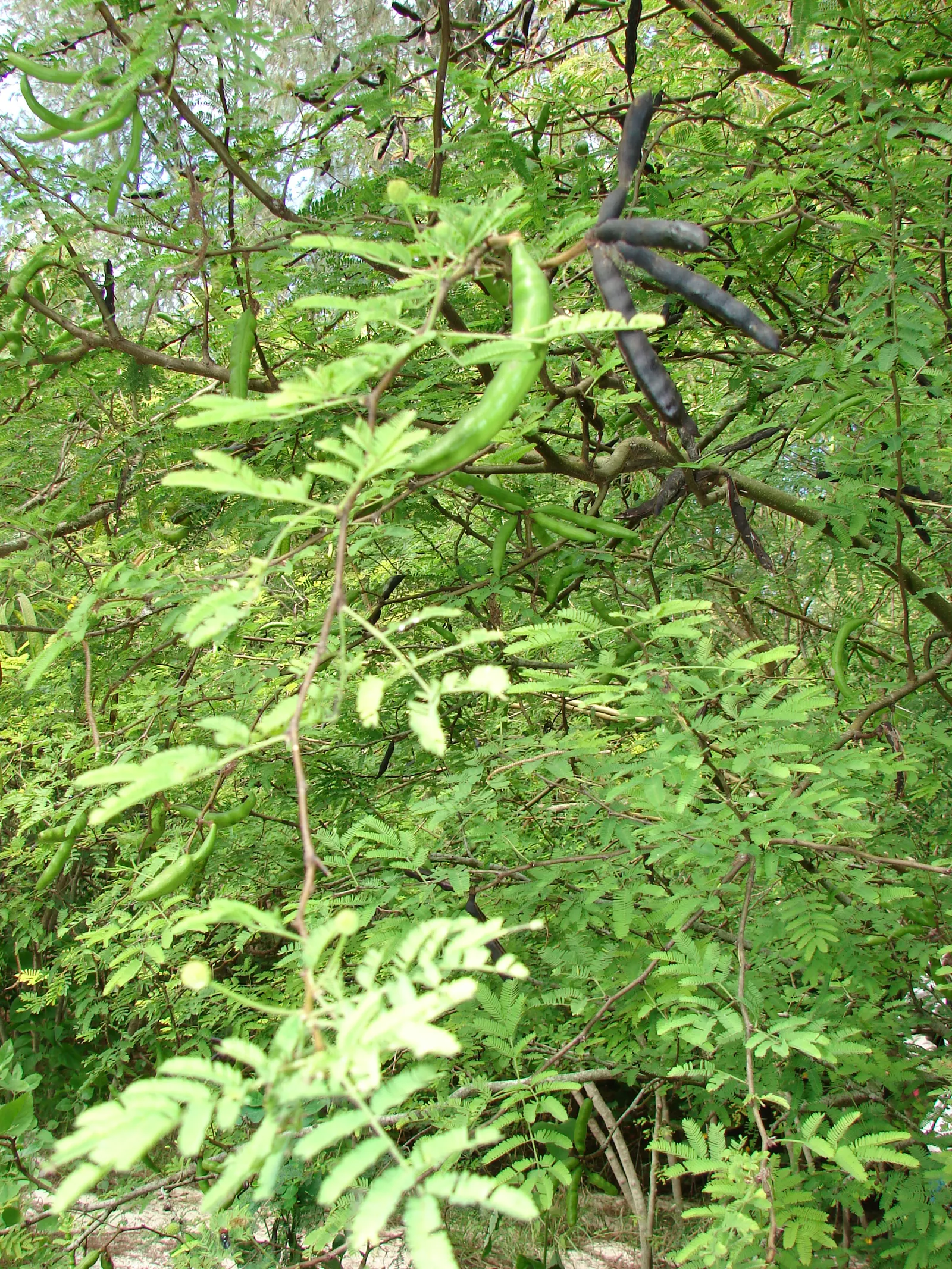 Sweet Acacia (Acacia Farnesiana) — The Sweet Acacia, Acacia farnesiana, is a small, thorned, perennial tree reaching 15-25ft in height; its dark, image 93