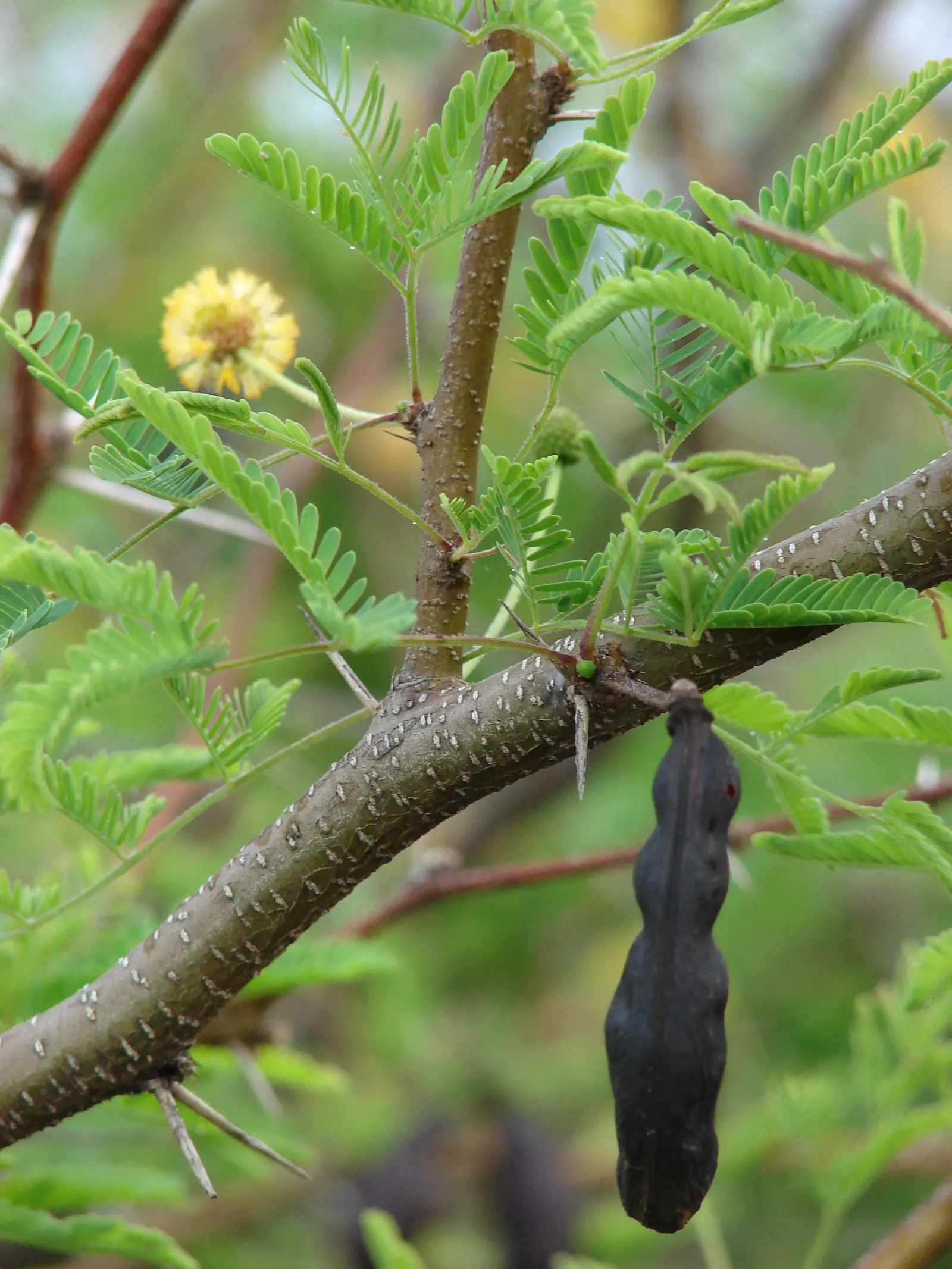 Sweet Acacia (Acacia Farnesiana) — making it an ideal accent or specimen plant in warm climates; the plant is adorned with clusters of golden-yellow, image 74