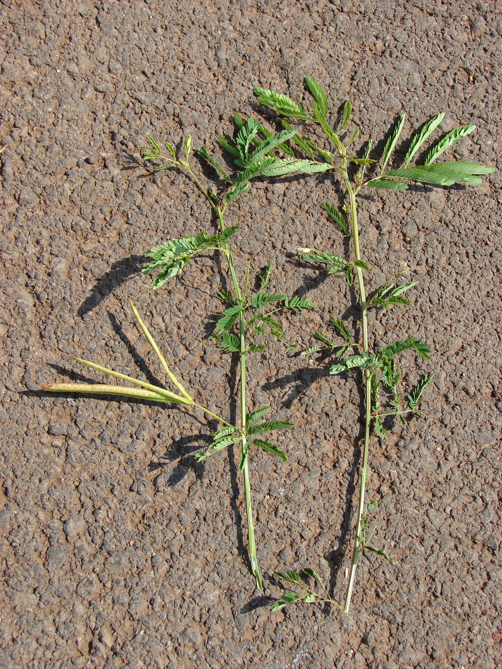 Sweet Acacia (Acacia Farnesiana) — shrub / tree for full or half; and enhance the aesthetic value of this efflorescent specimen, image 92