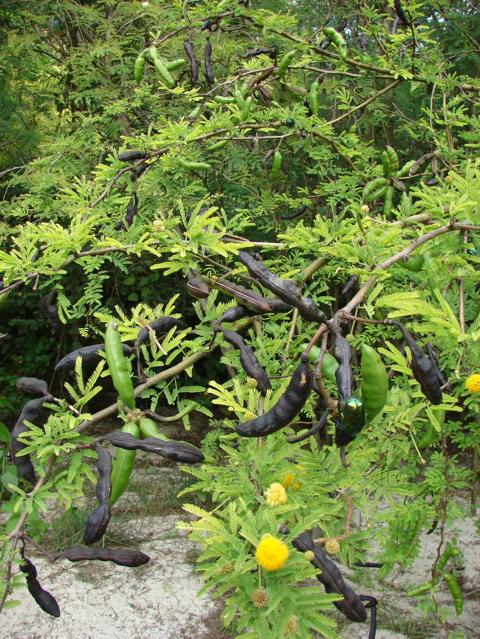 Sweet Acacia (Acacia Farnesiana) — Famous for fragrant yellow puffball flowers, it thrives in hardiness zones 9-11 with full sun; typically around, image 94