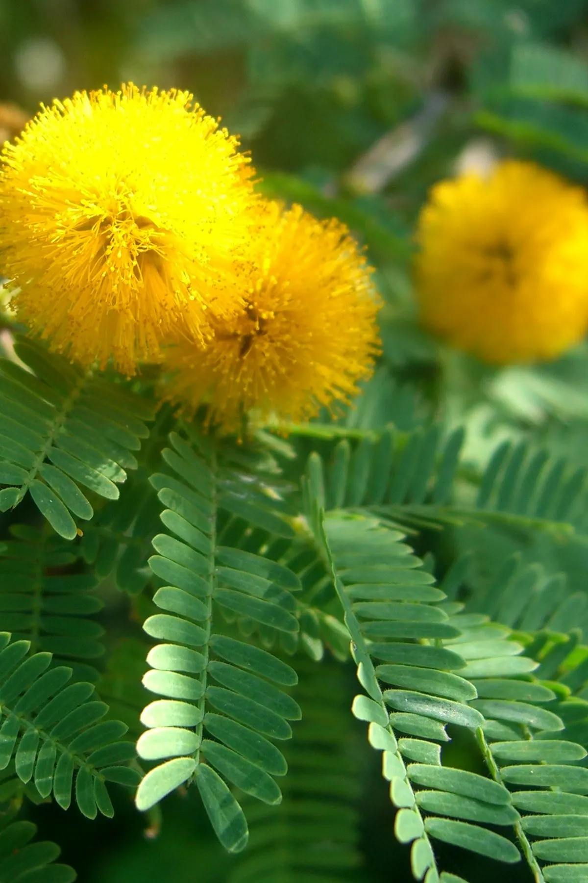 Sweet Acacia (Acacia Farnesiana) — making it an ideal accent or specimen plant in warm climates; the plant is adorned with clusters of golden-yellow