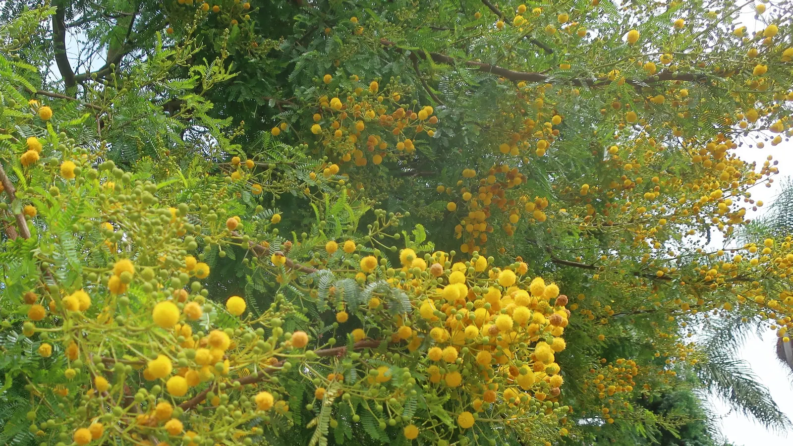 Sweet Acacia (Acacia Farnesiana) — The Sweet Acacia, Acacia farnesiana, is a small, thorned, perennial tree reaching 15-25ft in height; its dark green foliage