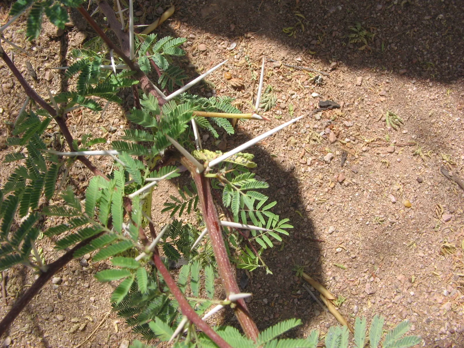 Sweet Acacia (Acacia Farnesiana) — shrub / tree with yellow blooms; adding further visual interest.<br><br>Adaptable to a wide range of soils, image 68