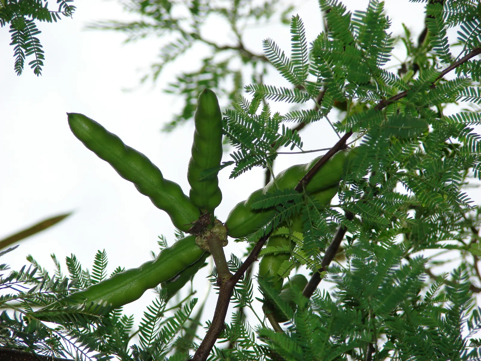 Sweet Acacia (Acacia Farnesiana) — scientifically known as Acacia farnesiana; making it ideal for arid or xeriscape landscapes, image 75