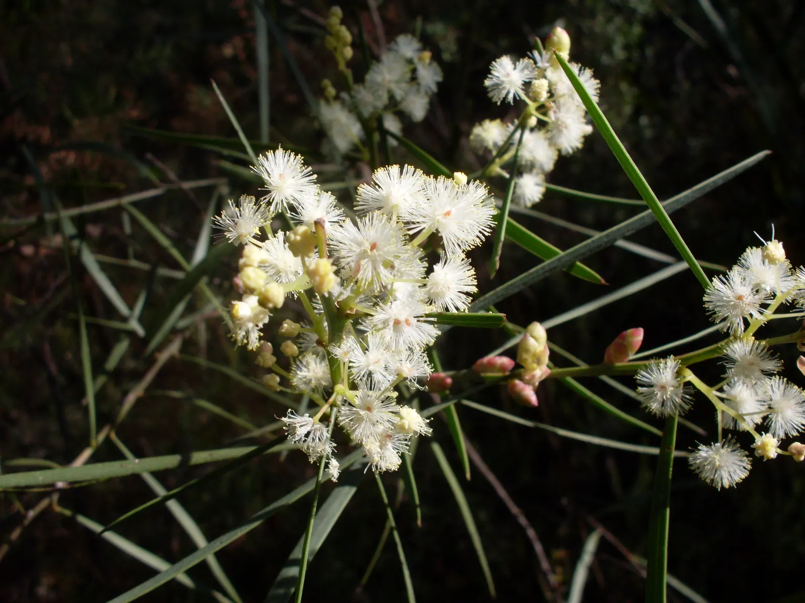 Sweet Acacia (Acacia Farnesiana) — Its dark green foliage and decorative seed pods provide year-round interest; famous for fragrant yellow puffball flowers, it