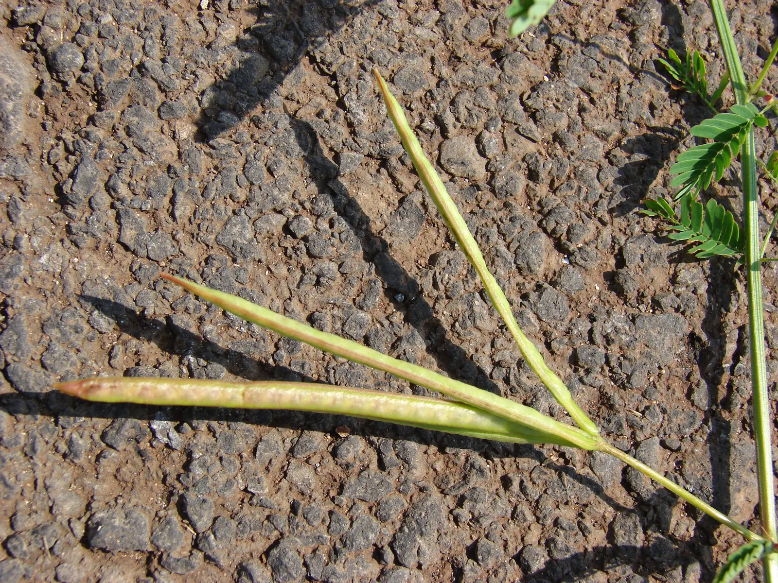 Sweet Acacia (Acacia Farnesiana) — This low-water requiring species has a spreading habit, about 15-25ft wide, suitable for xeriscaping, image 72