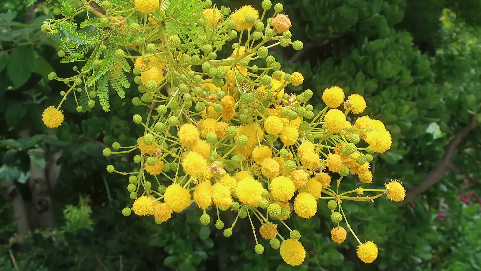 Sweet Acacia (Acacia Farnesiana) — Hardy in USDA zones 8 through 11; the Sweet Acacia, Acacia farnesiana, is a small, thorned, perennial tree, image 63